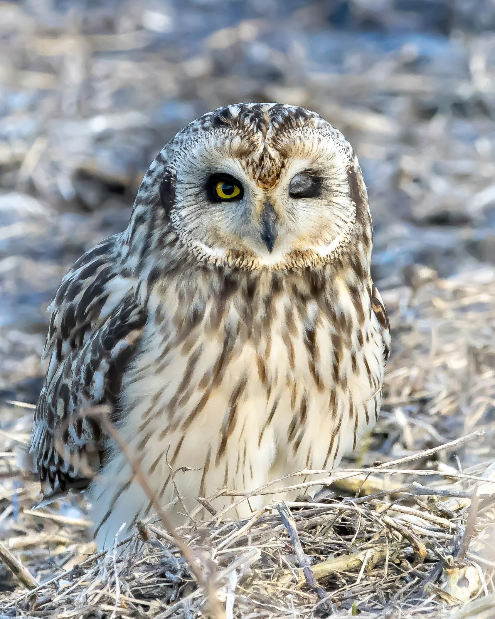 Maikel Parets - Adult