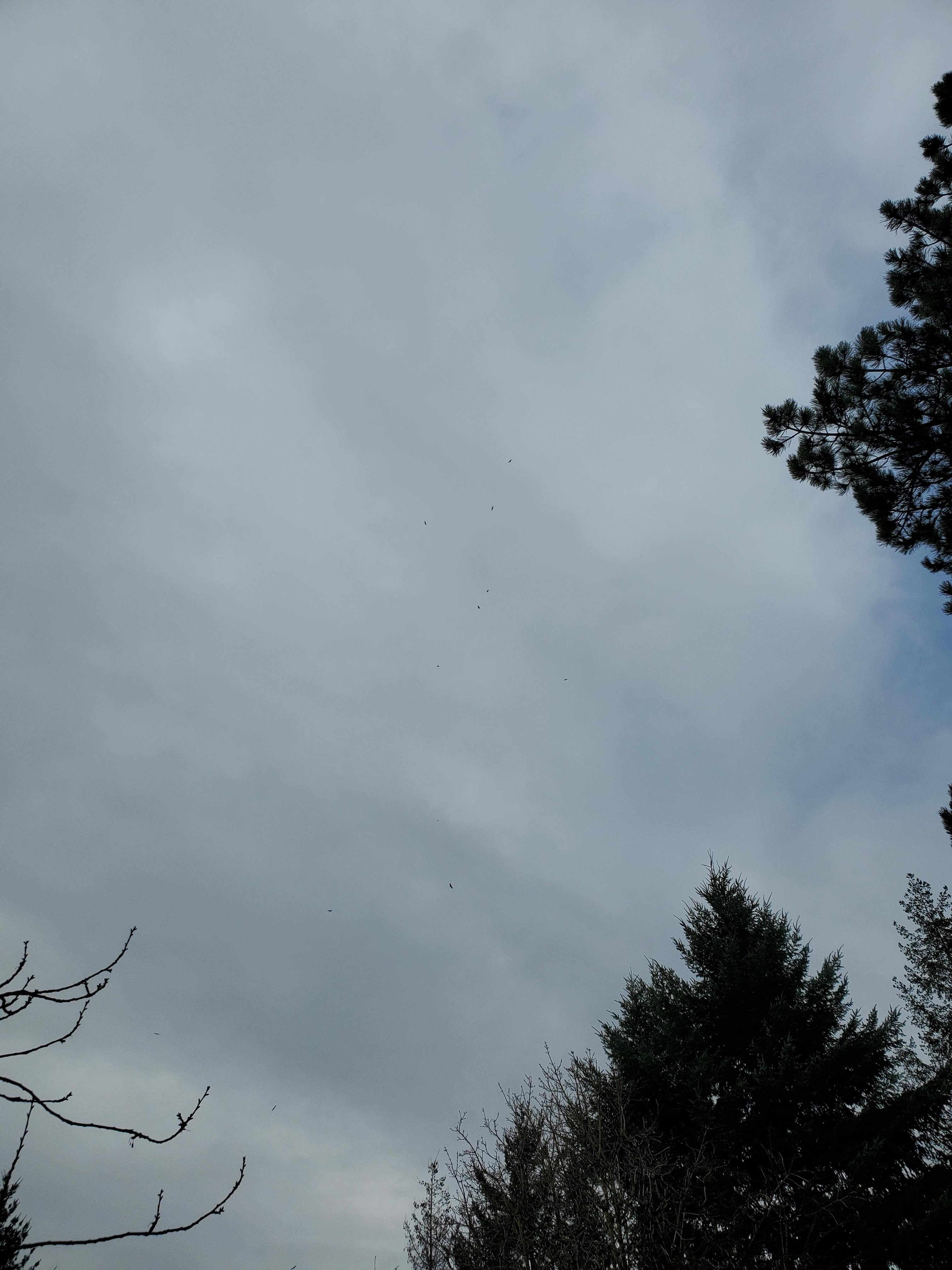 Terry Hickey - Adult