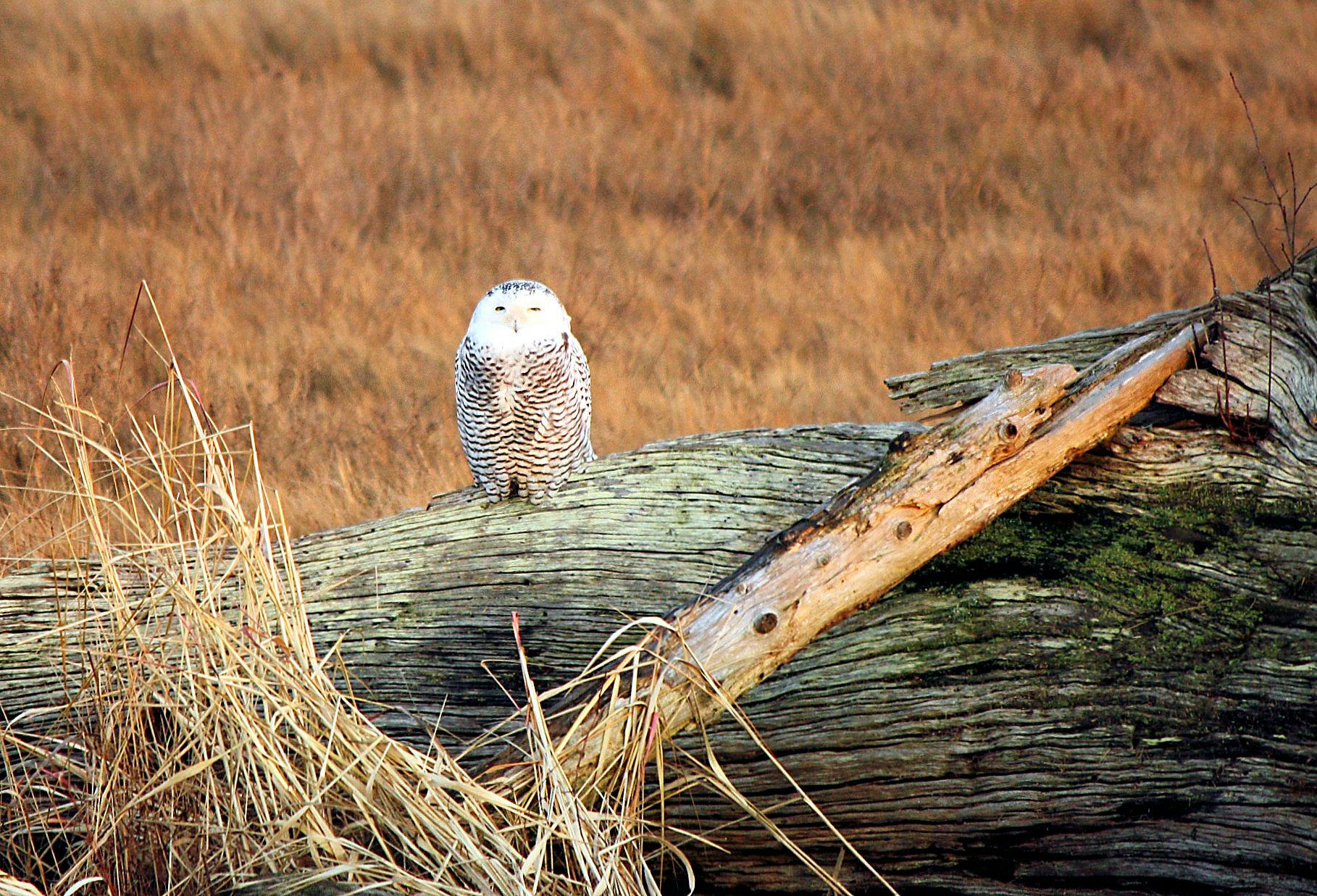 Linda Kouwenhoven - Adult