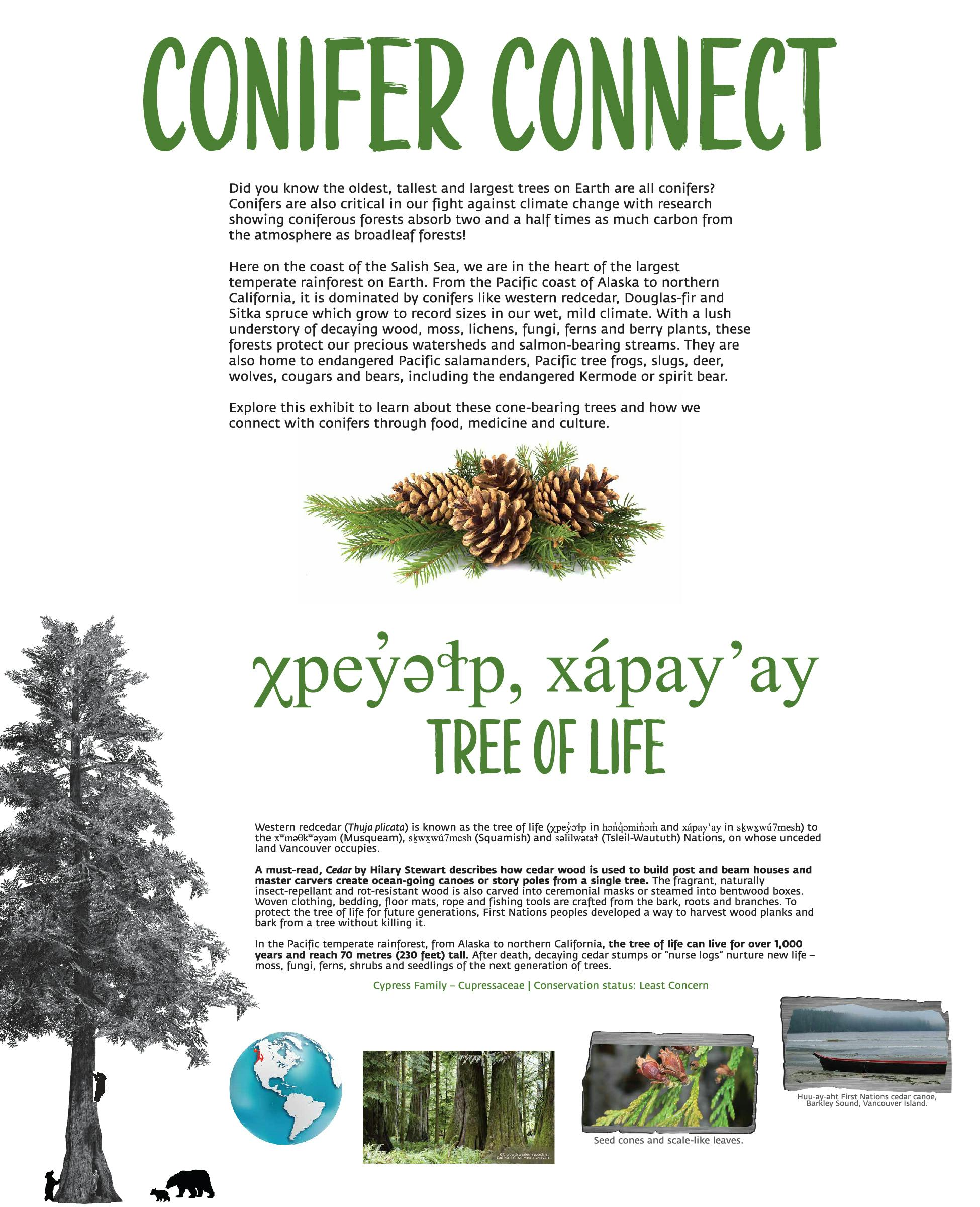Conifer Connect