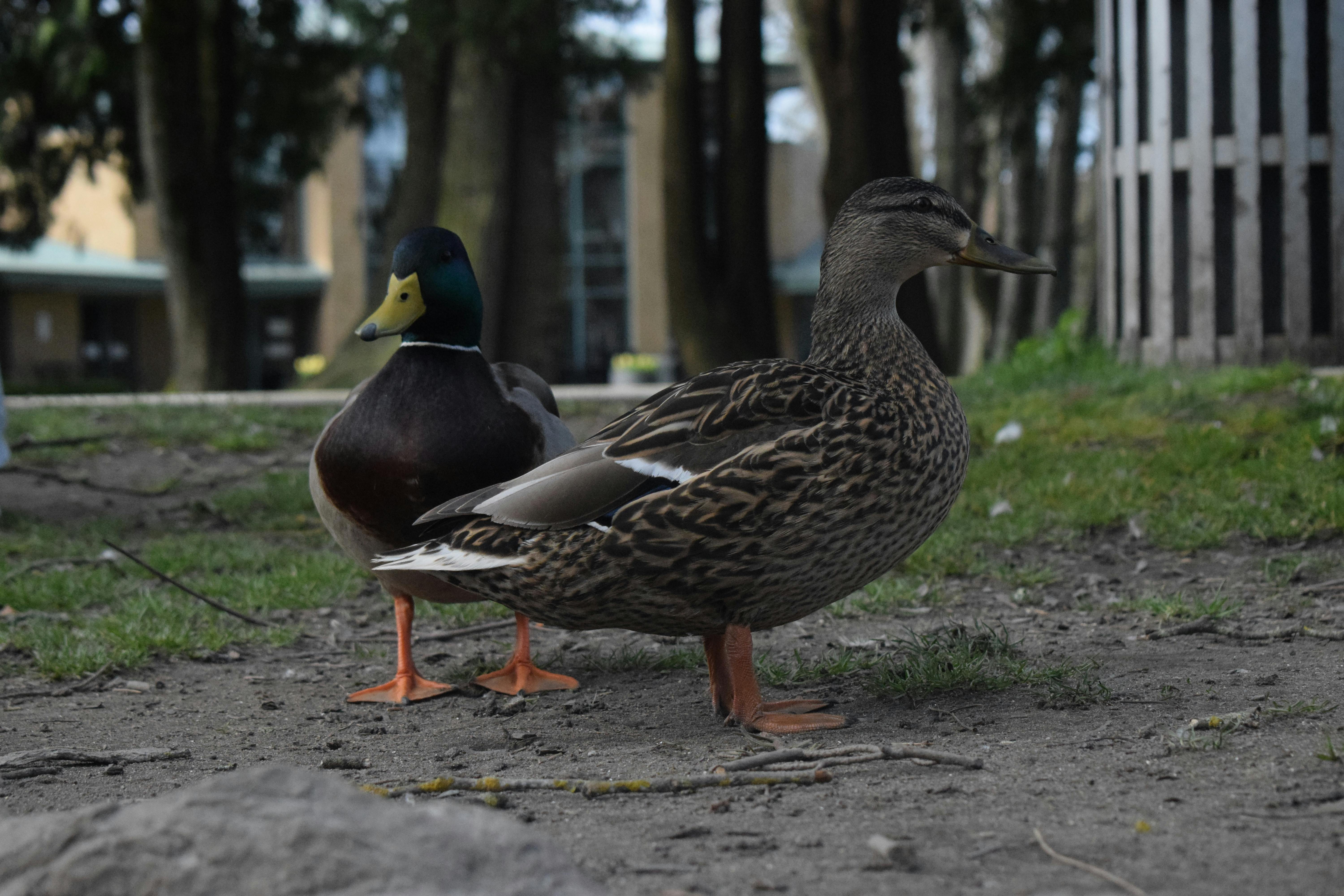 Abryanna Awasis - Youth