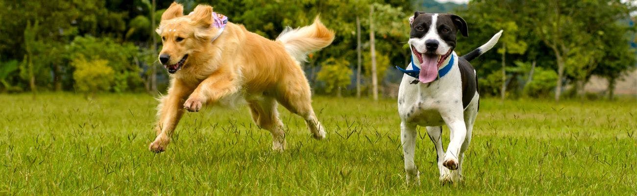 Dogs running in park