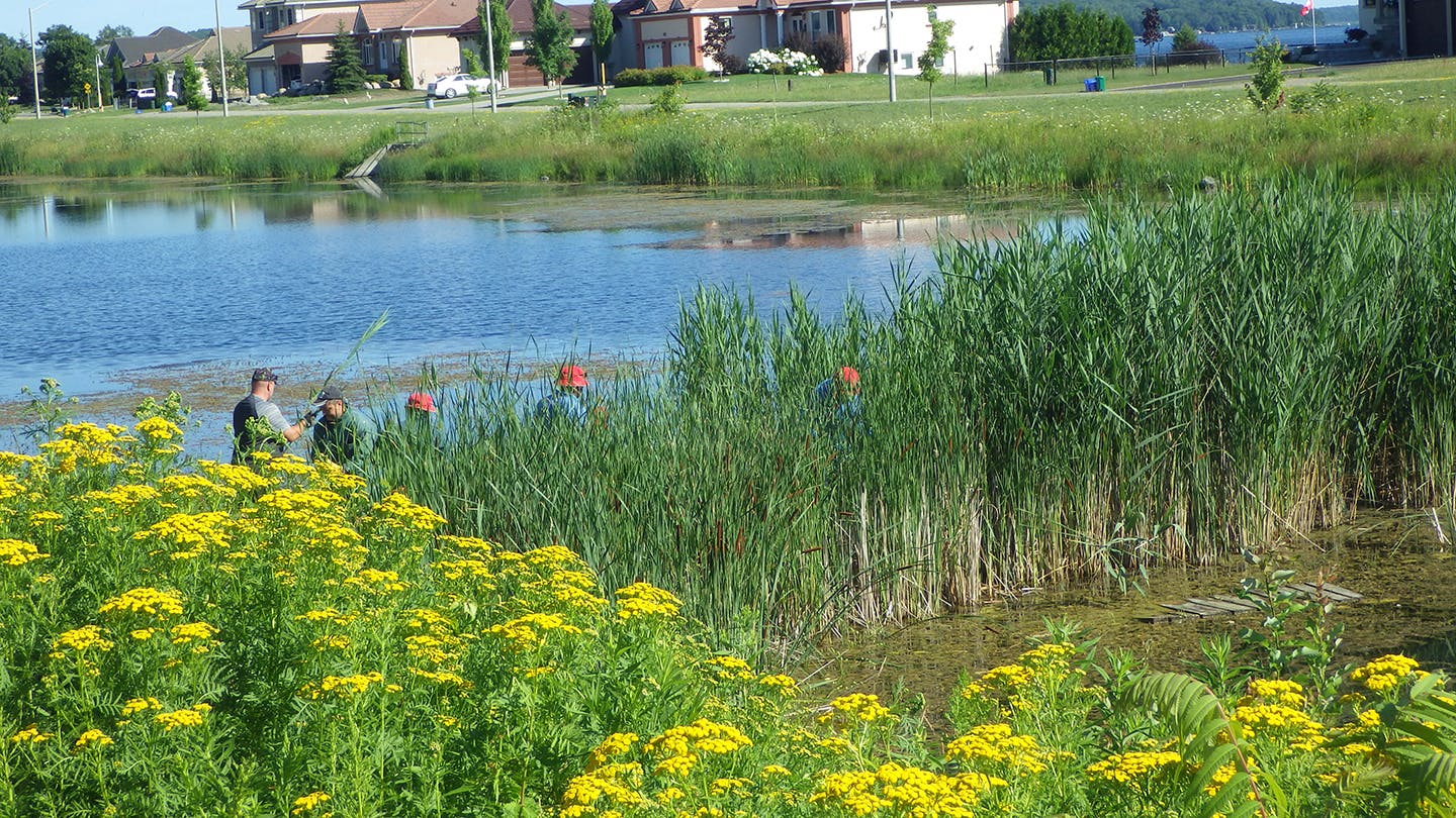 Invasive Phragmites removal at Tiffin Pond