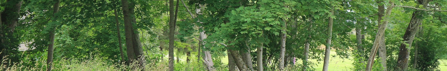 project banner