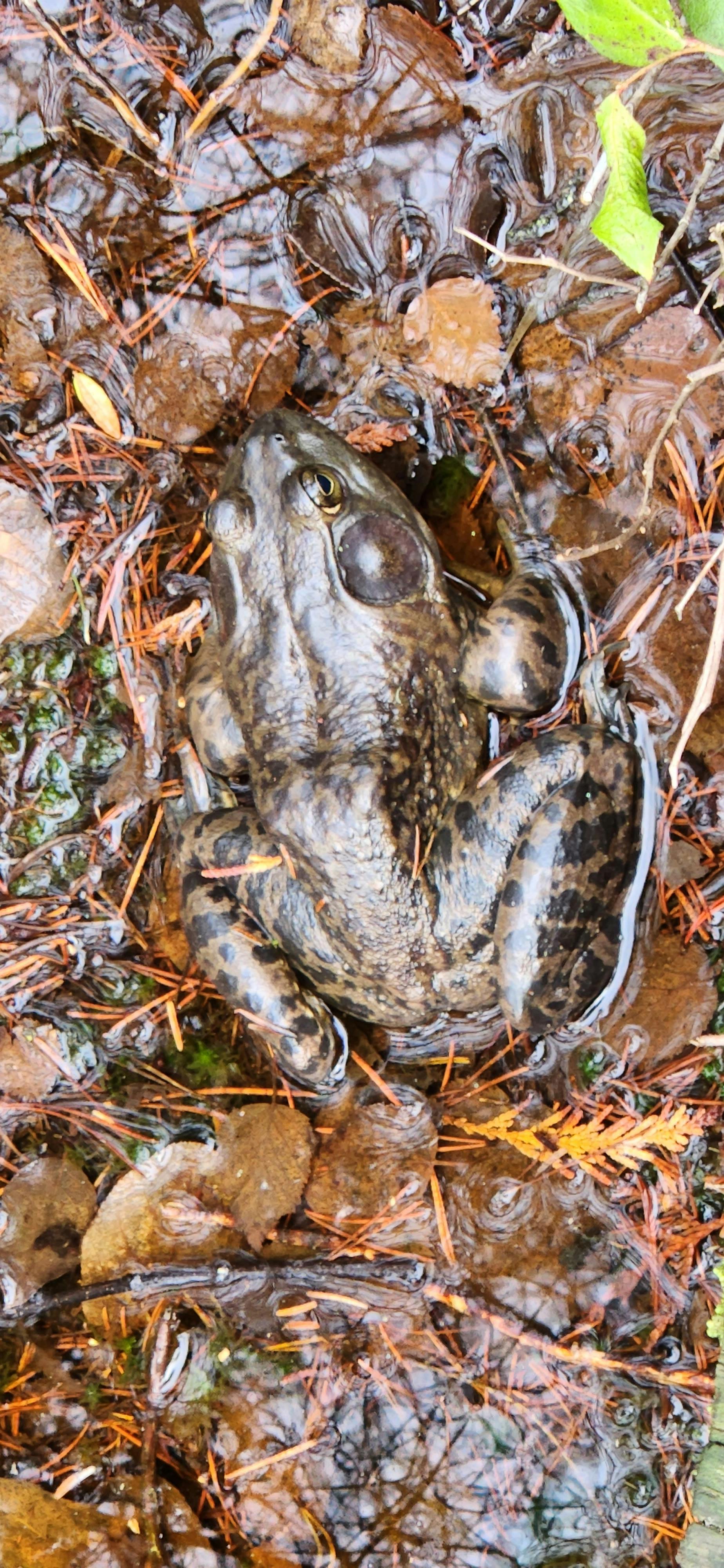 Bullfrog at Burns Bog