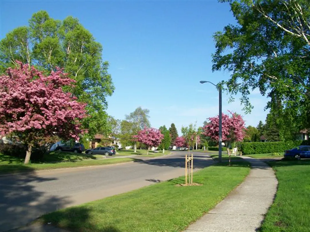 A photograph shows trees lining Crescent Avenue in Thunder Bay