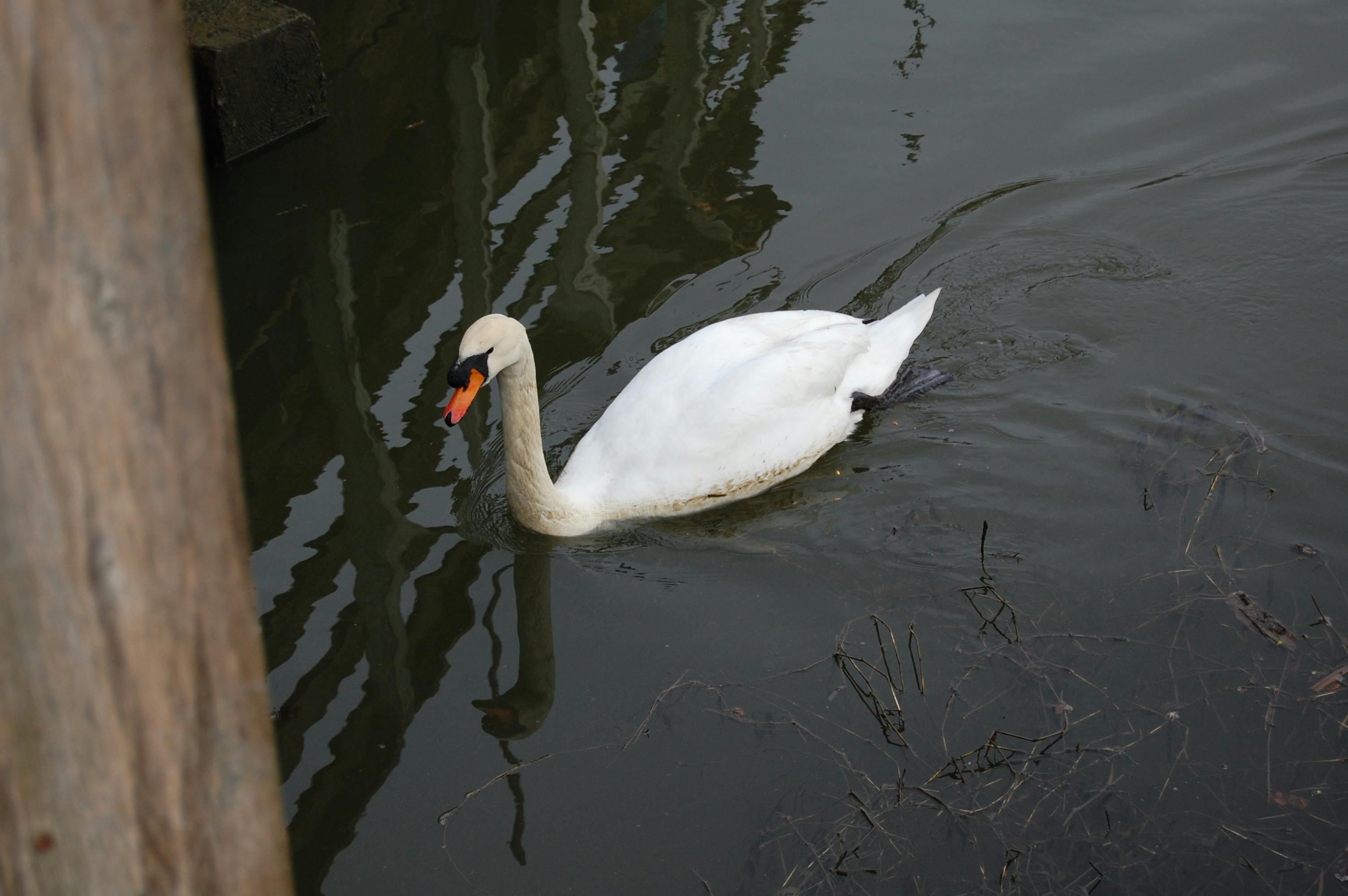 Soaking Swan 