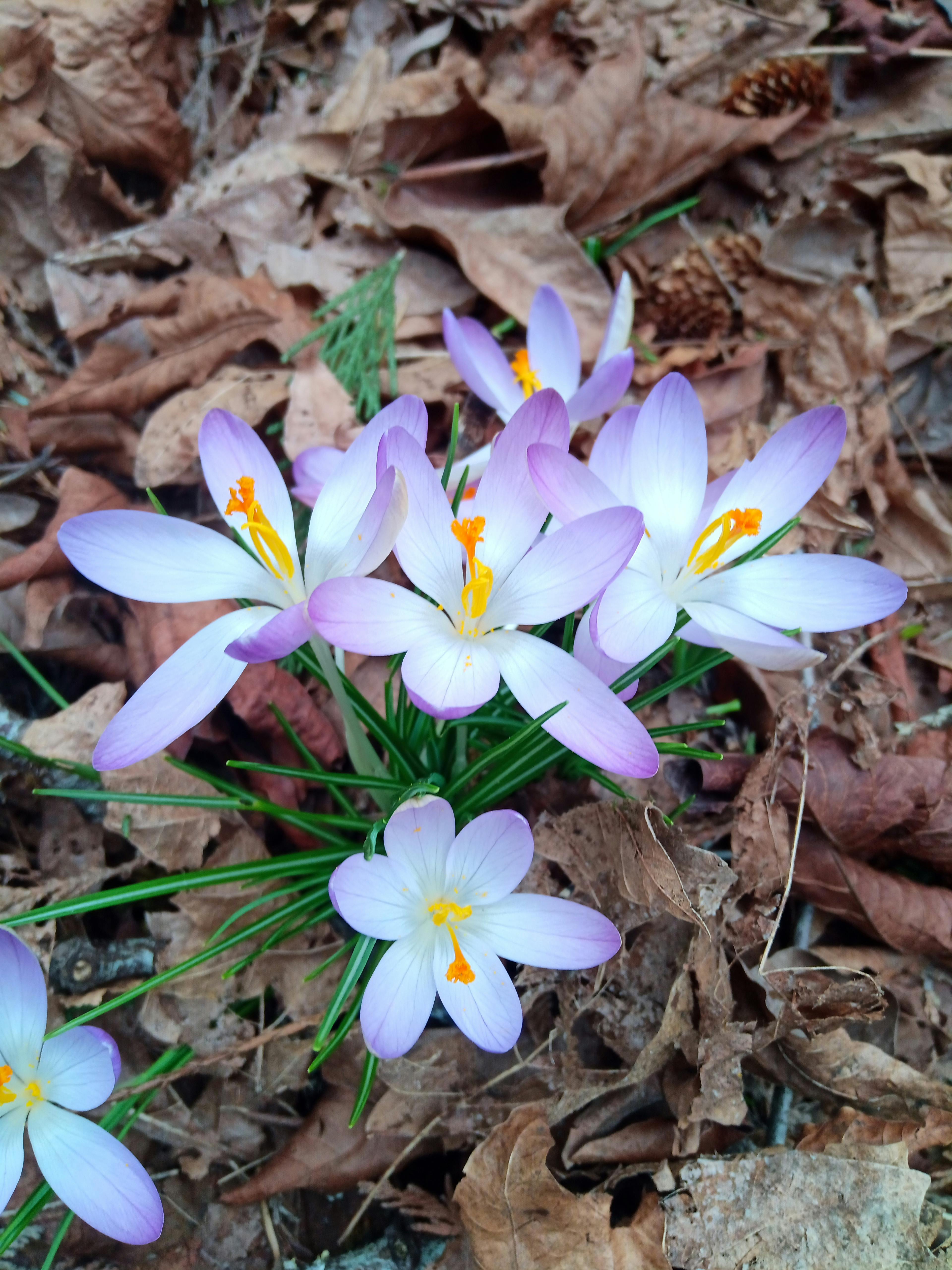 Crocus Blooming - First Sign of Spring