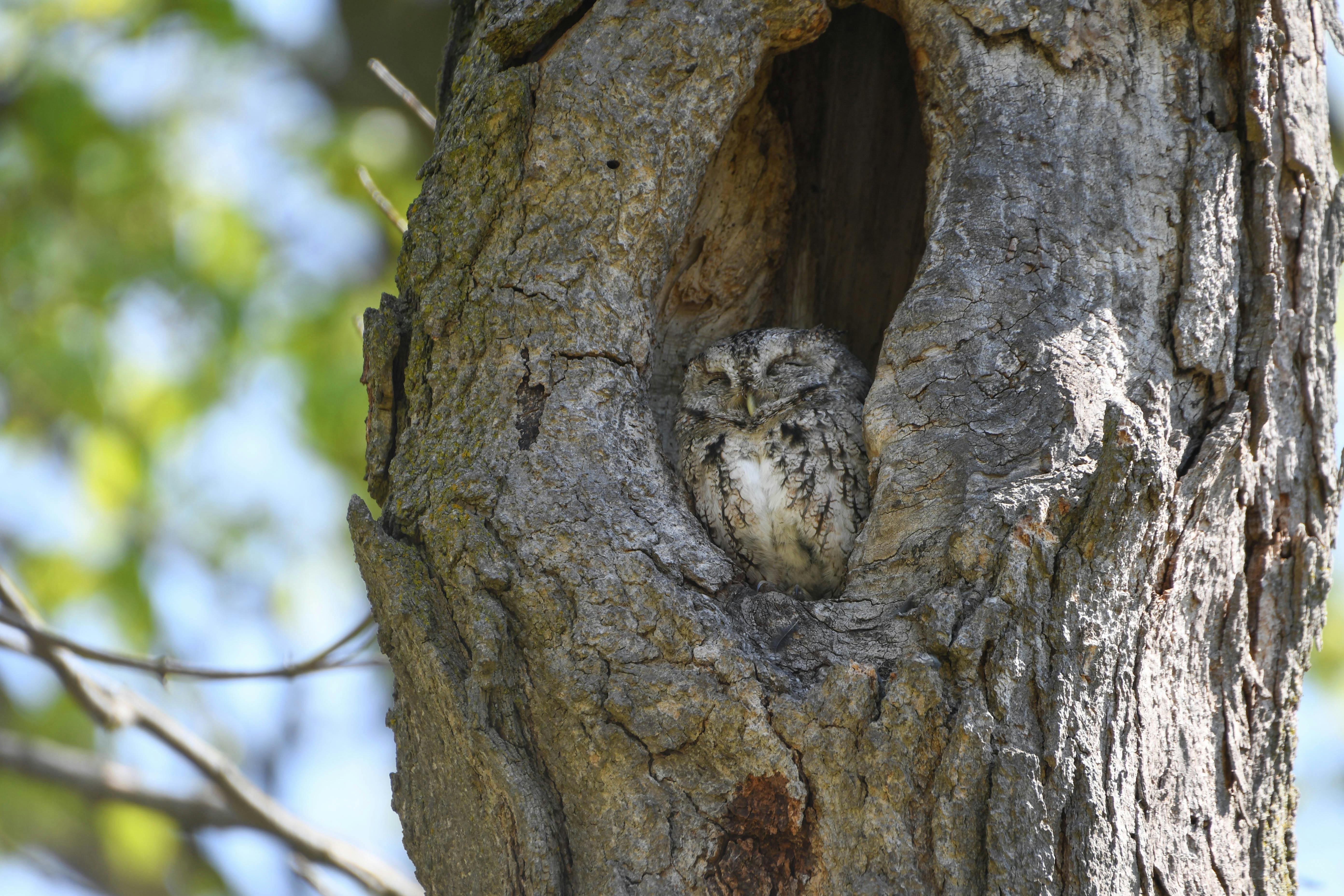 Eastern Screech Owl.jpg