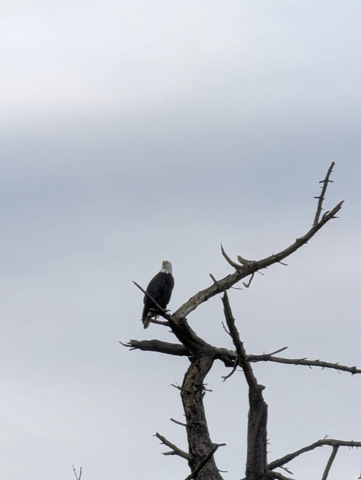 Poonam Ghataura - Adult