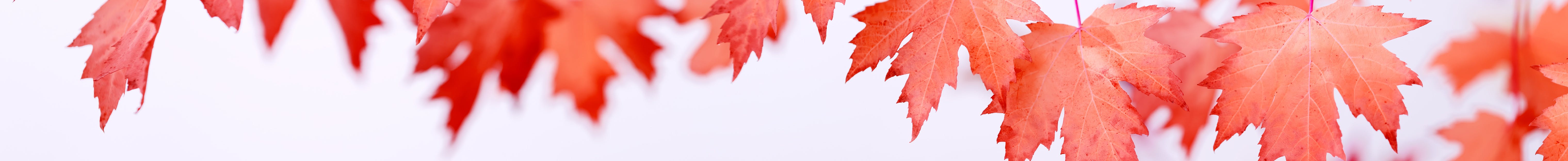 maple leaves