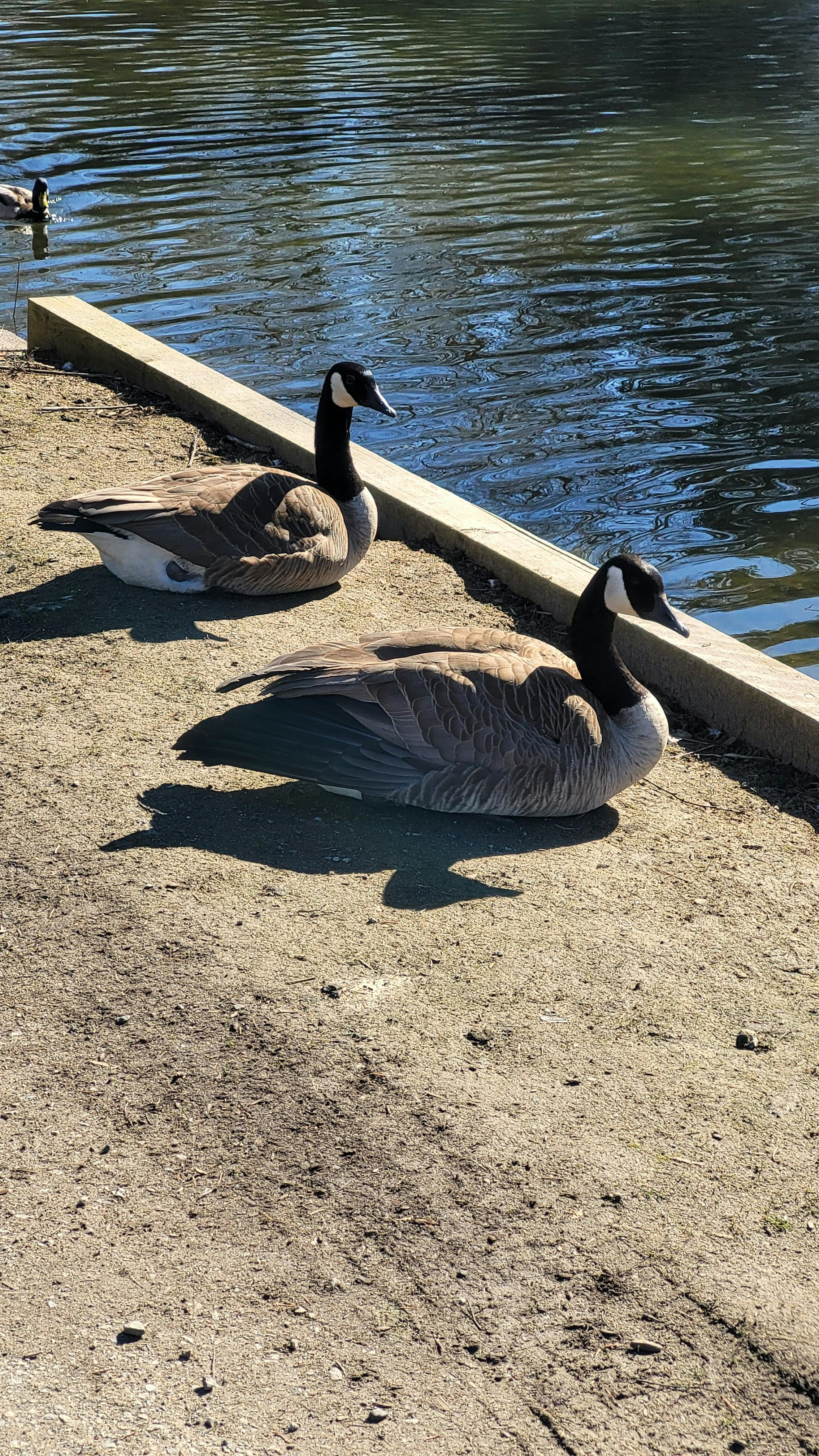 Lavanya Gunti - Adult