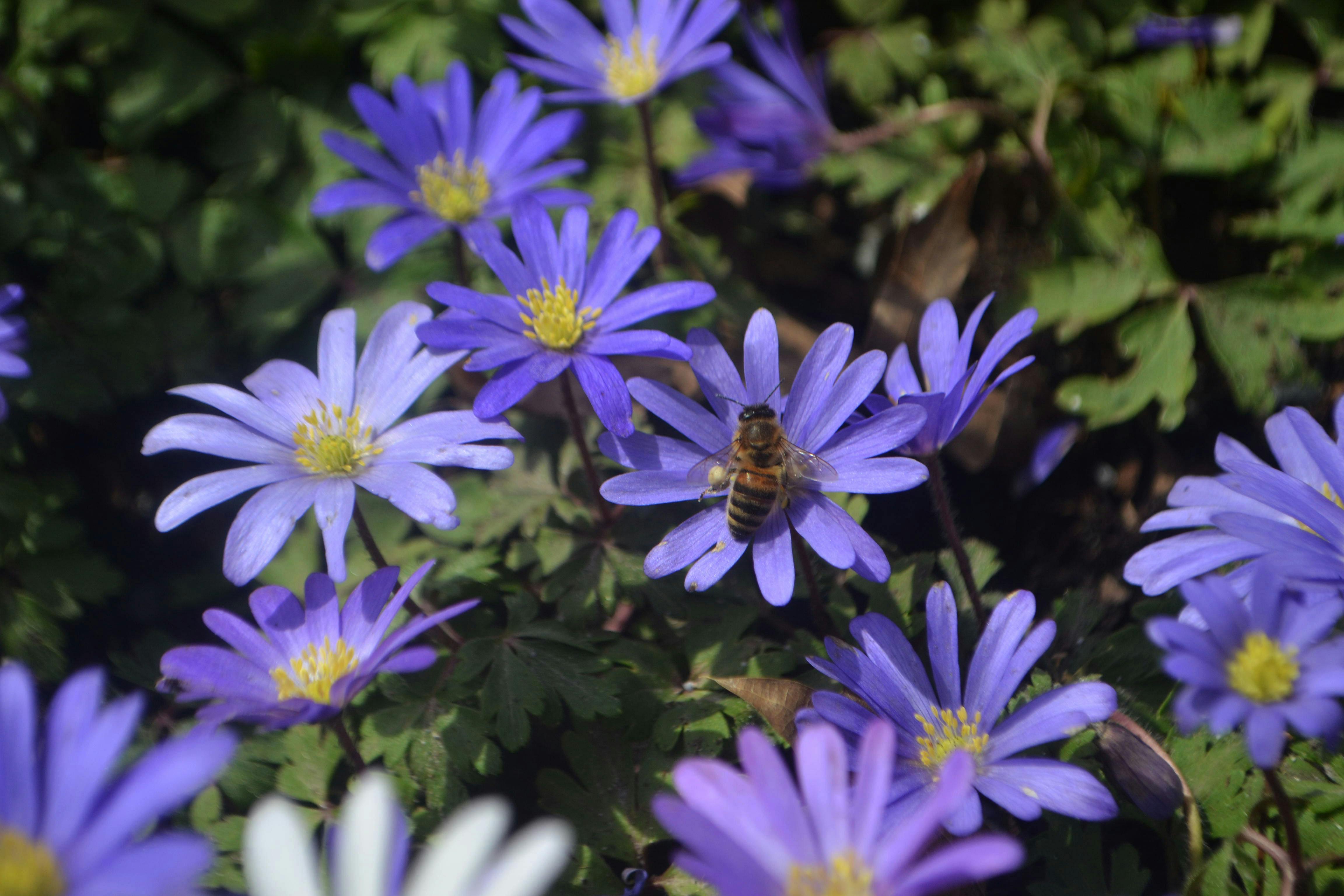 Adriana Hurley - Youth