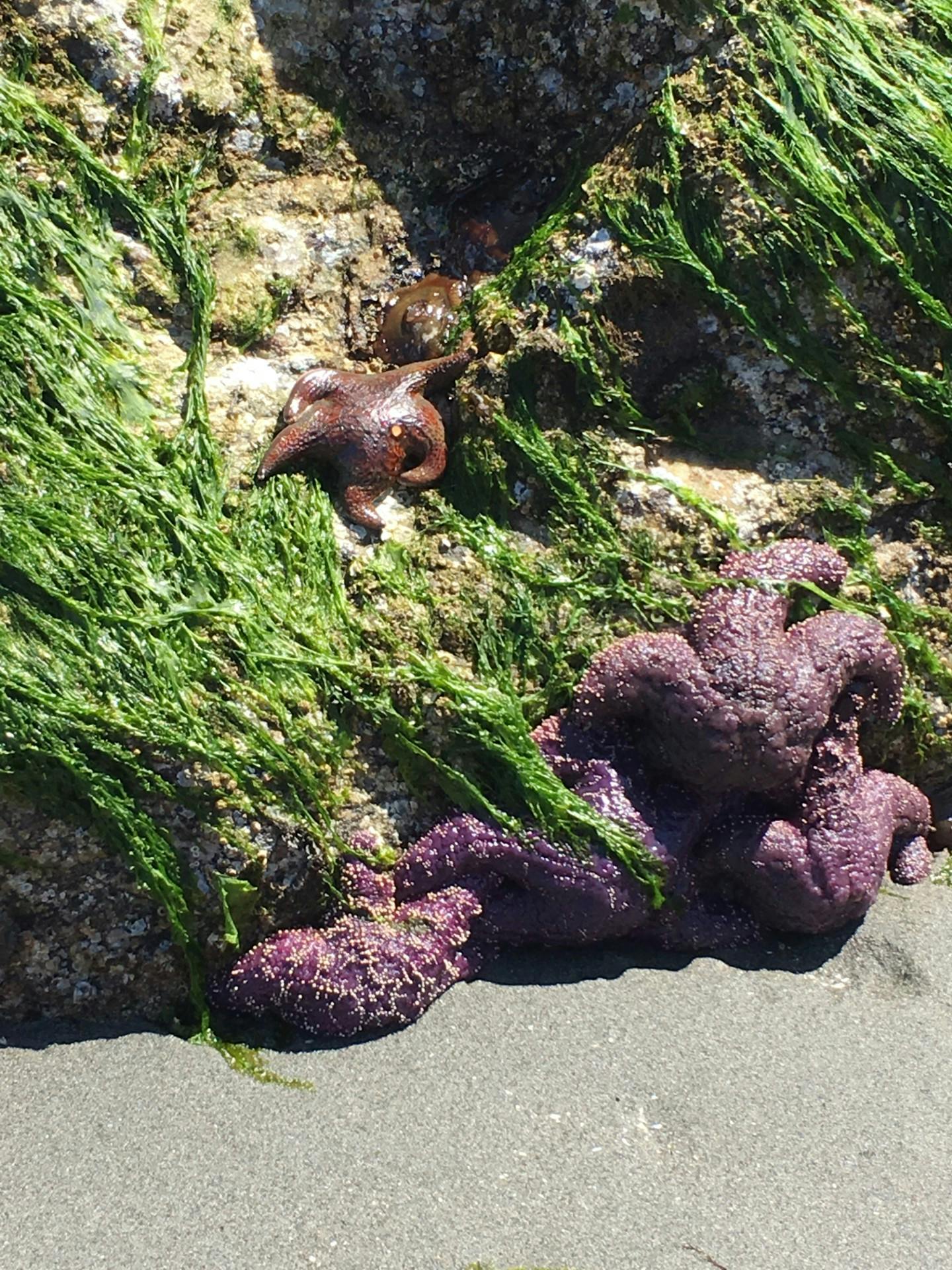 Laurie Richardson - Adult