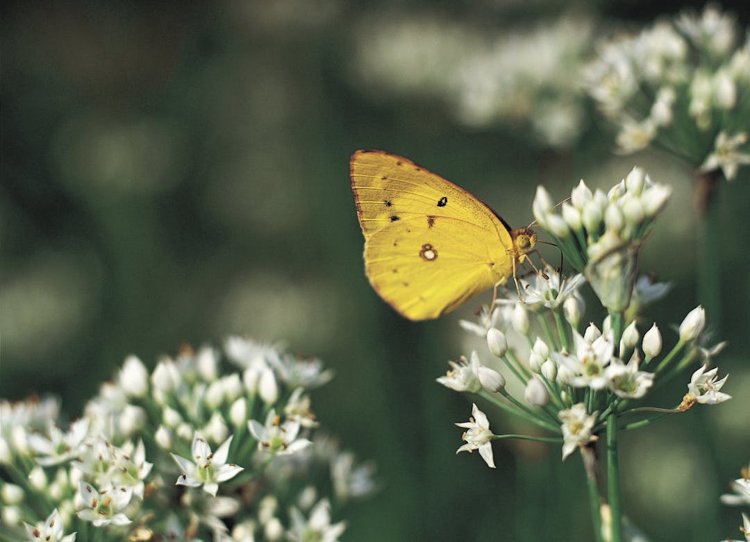 Image of nature with information on call out for applications