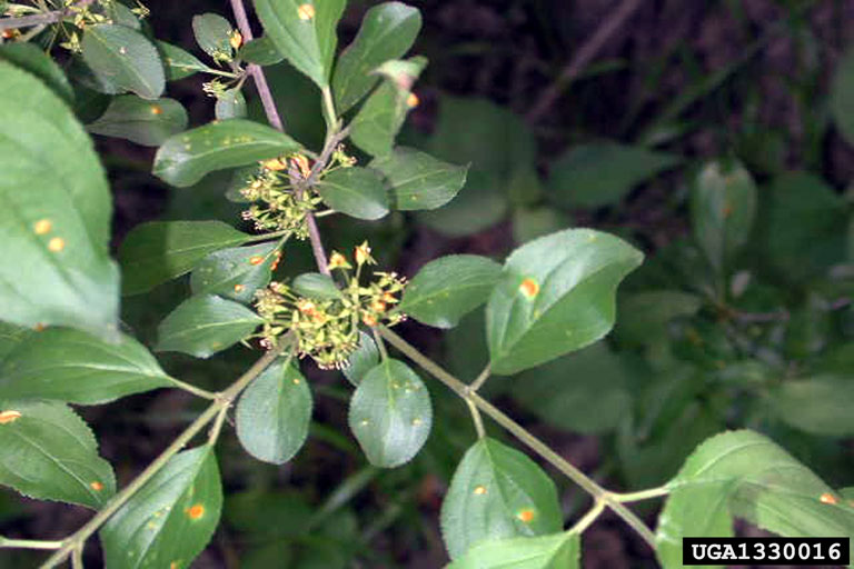 European Buckthorn 