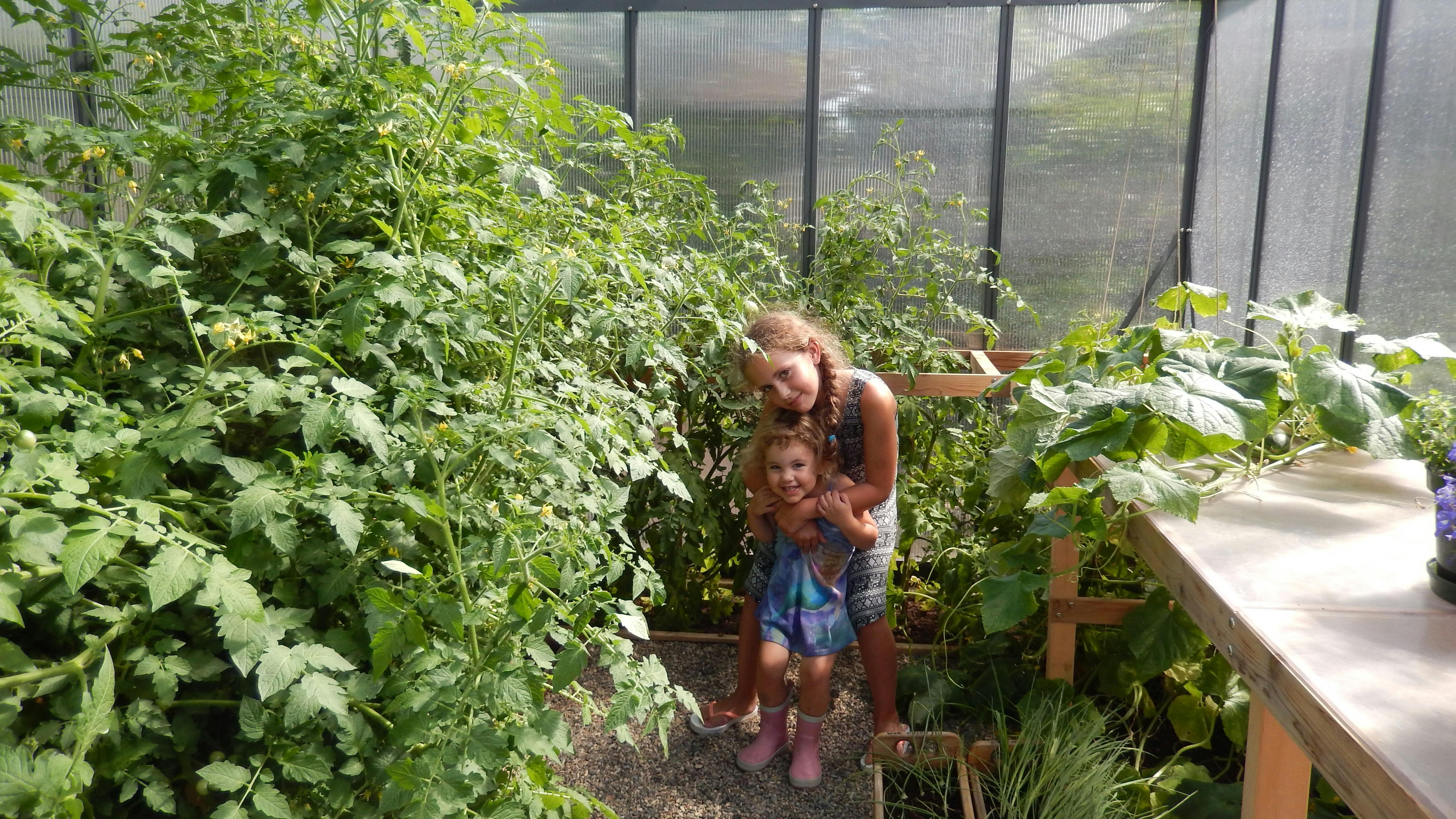 "Our first time greenhouse and the tomatoes were humungous!"