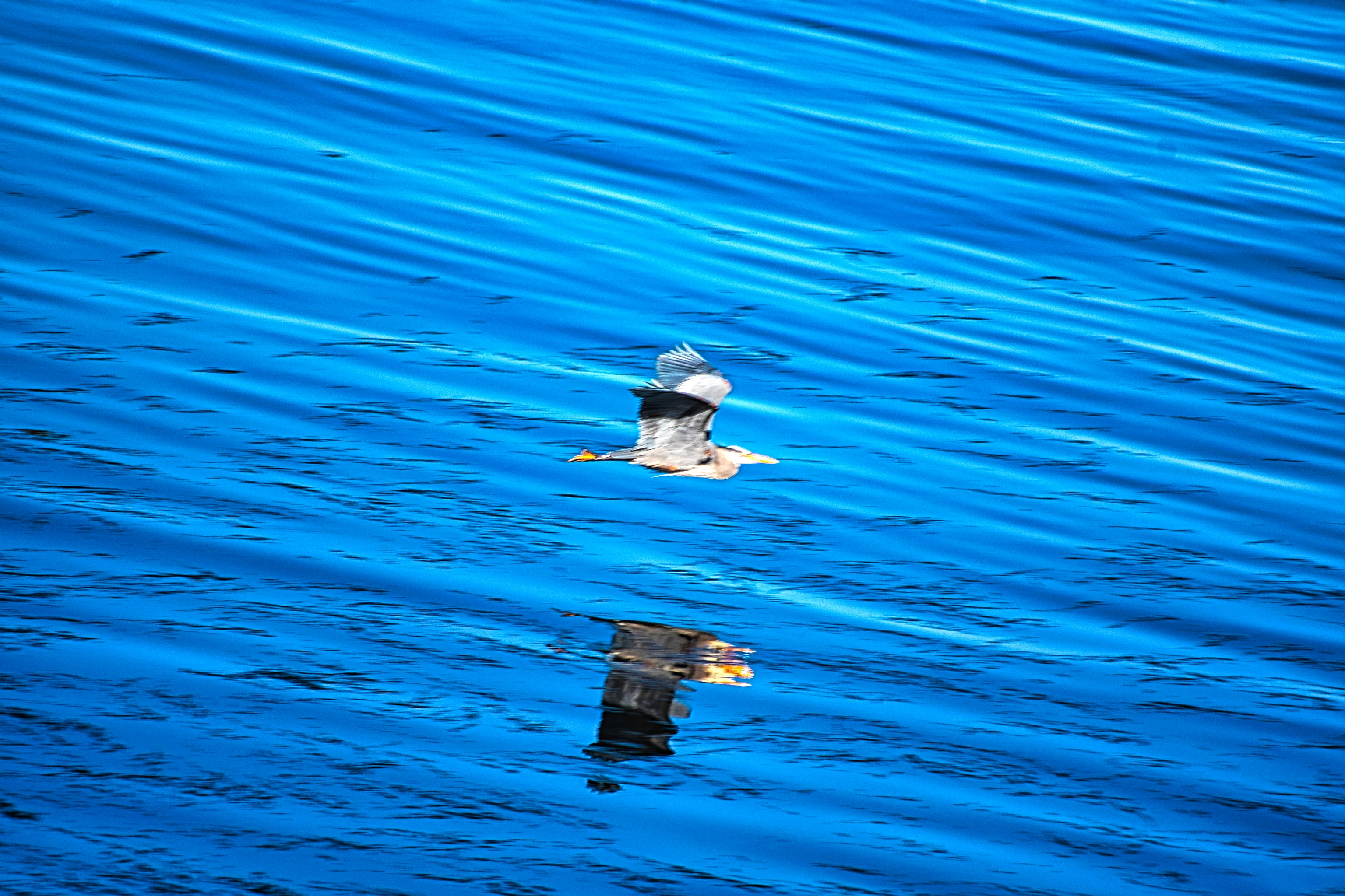 Blue Heron in Flight