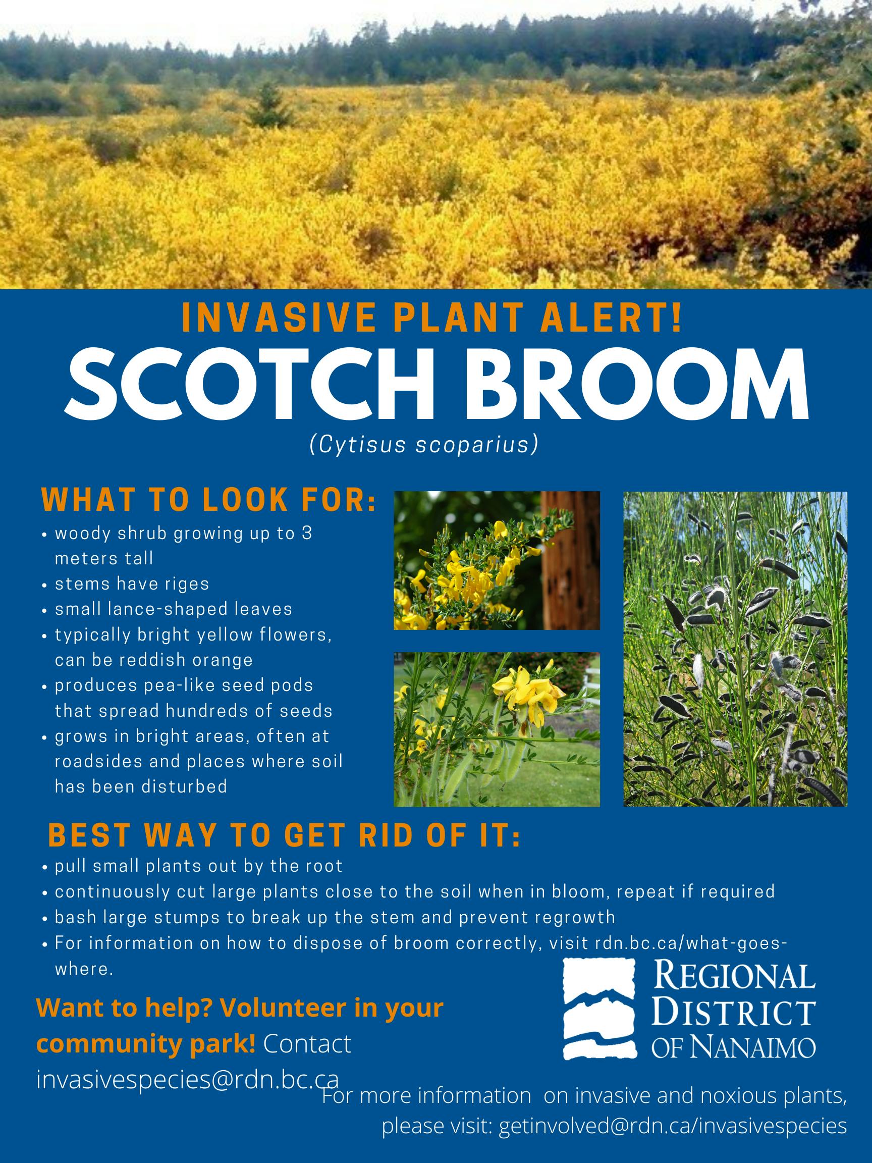 Invasive Plant Alert Scotch Broom