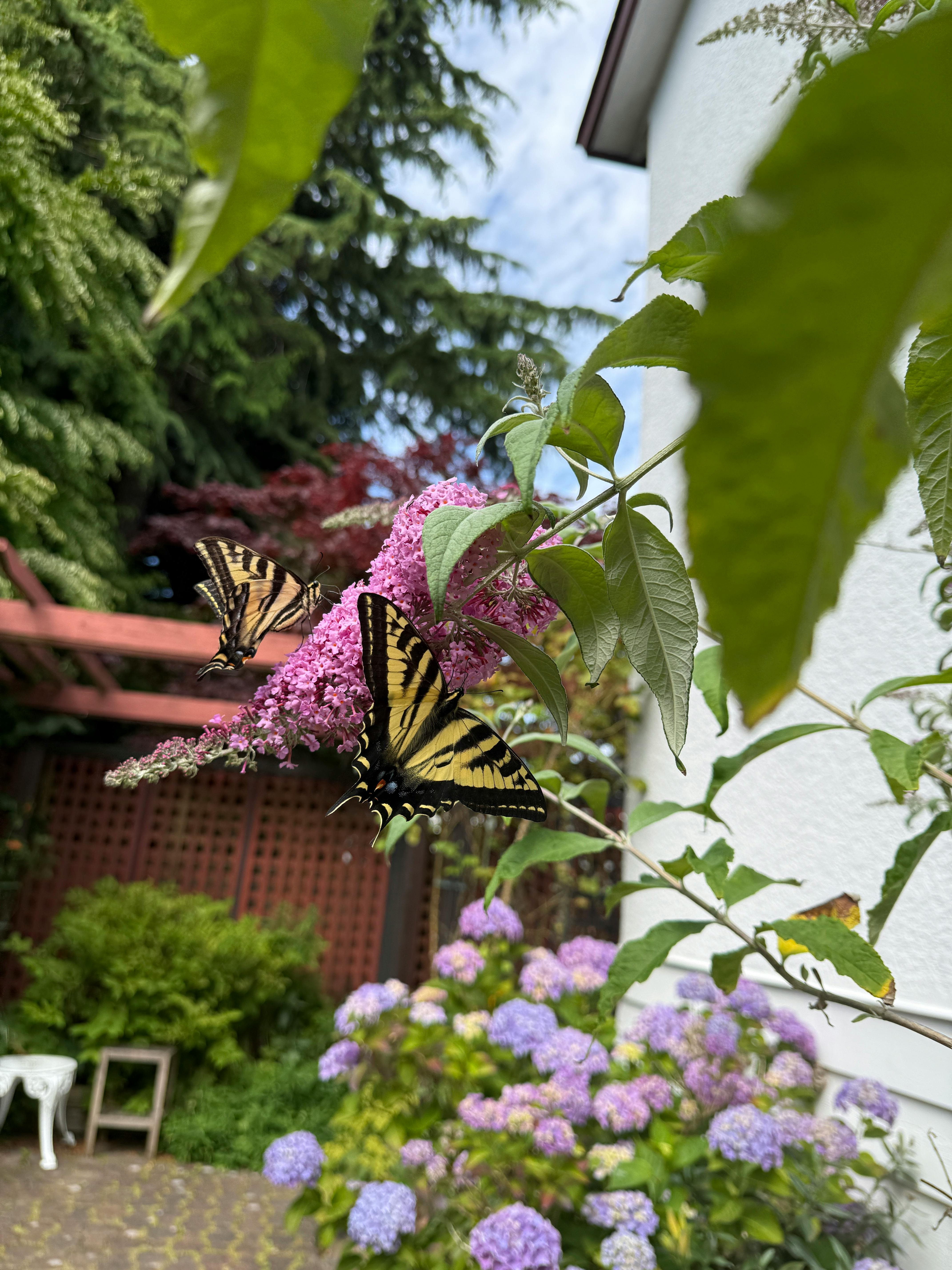 Sandra Jones - Adult