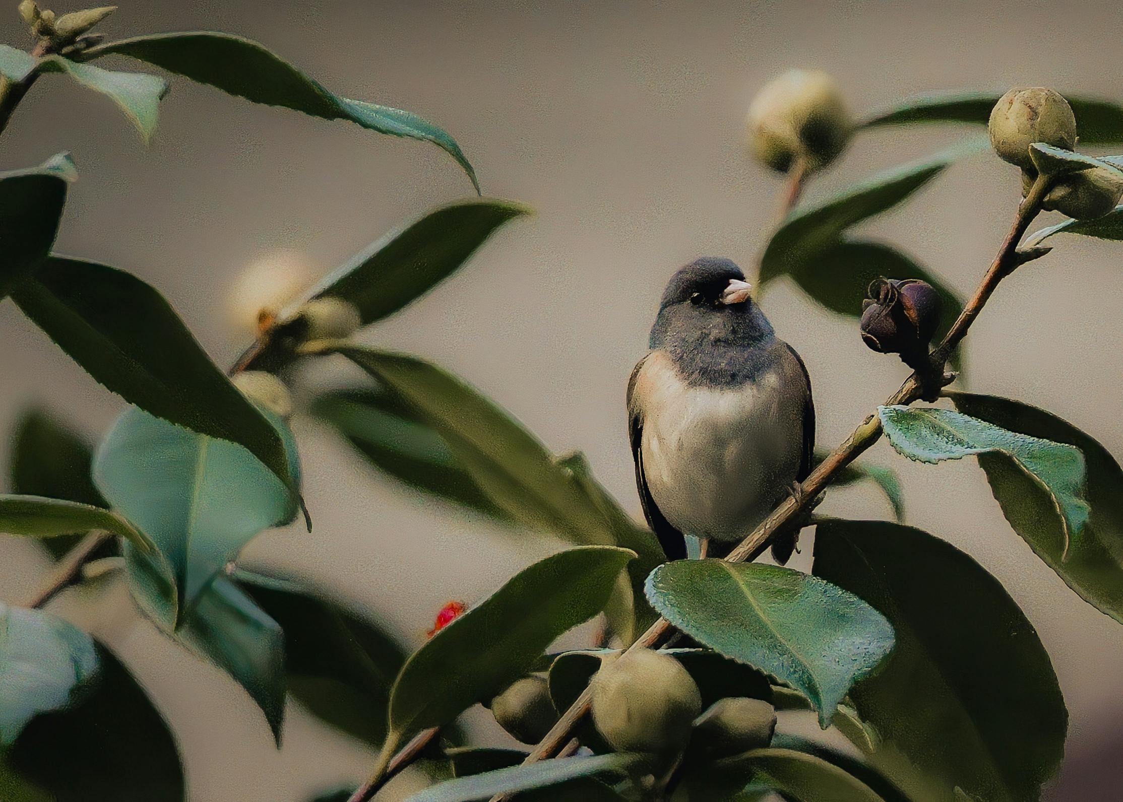 Steven Kirby-Schwartz - Adult