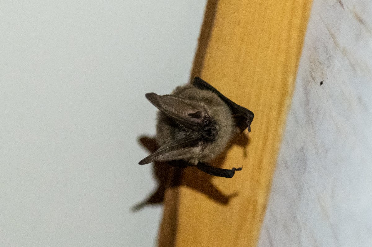 Townsends Big-eared Bat_Photo by A Paquette.jpg