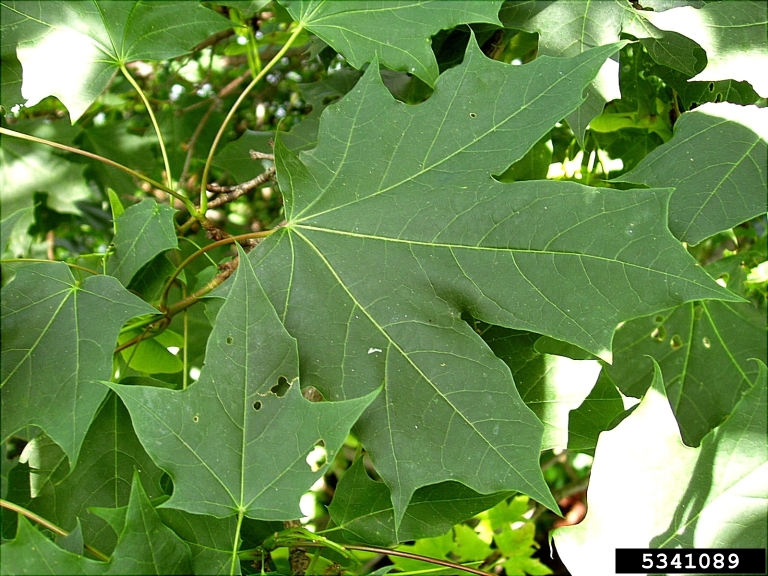 Norway Maple 