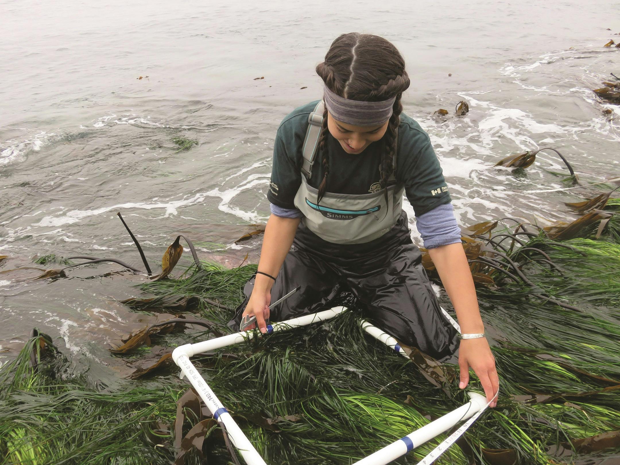 Une employée de Parcs Canada effectue un relevé d’herbes marines et d’algues le long des côtes de Gwaii Haanas