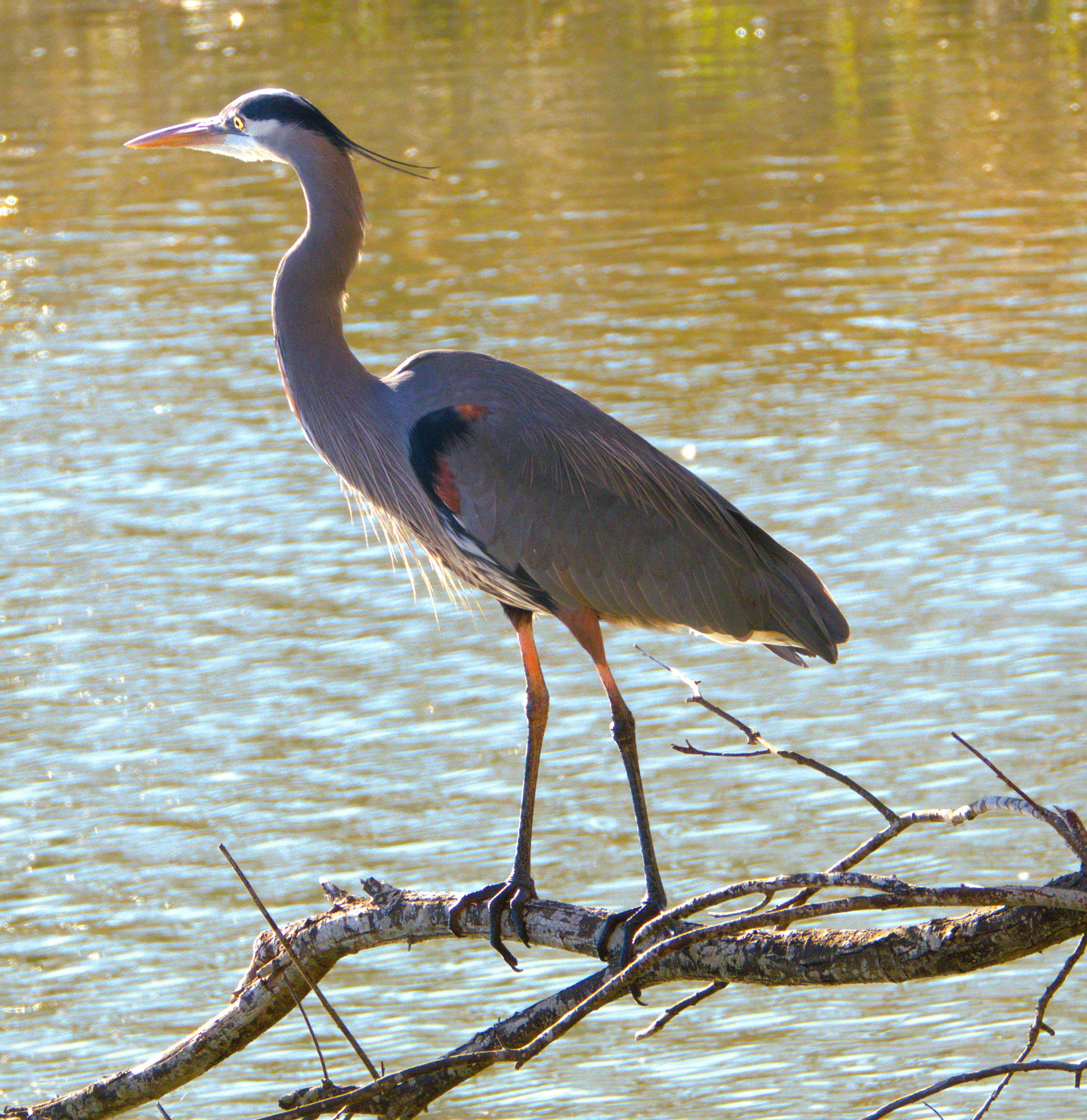 Richard Mingus - Adult