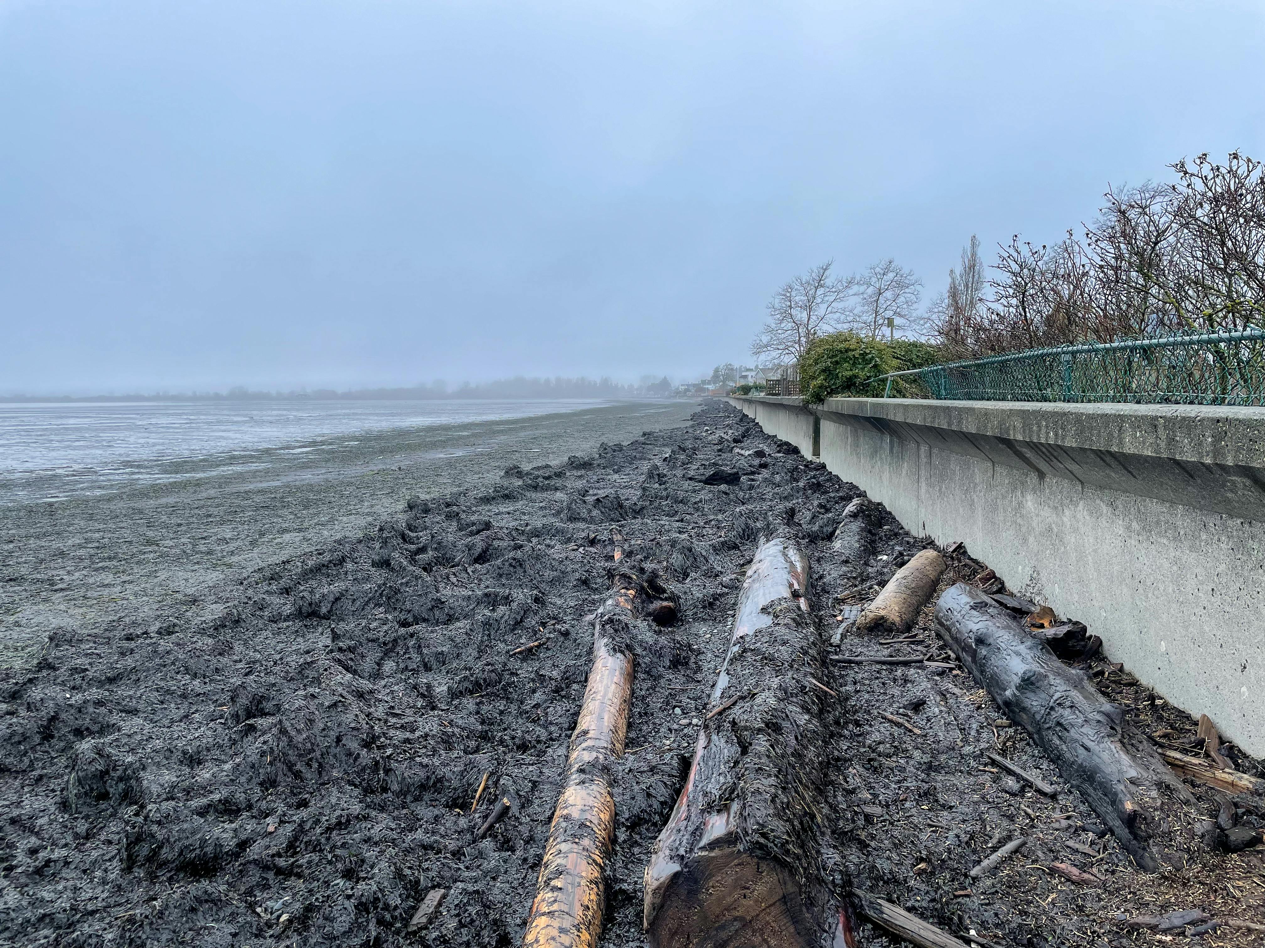 Beach Grove Seawall.jpg