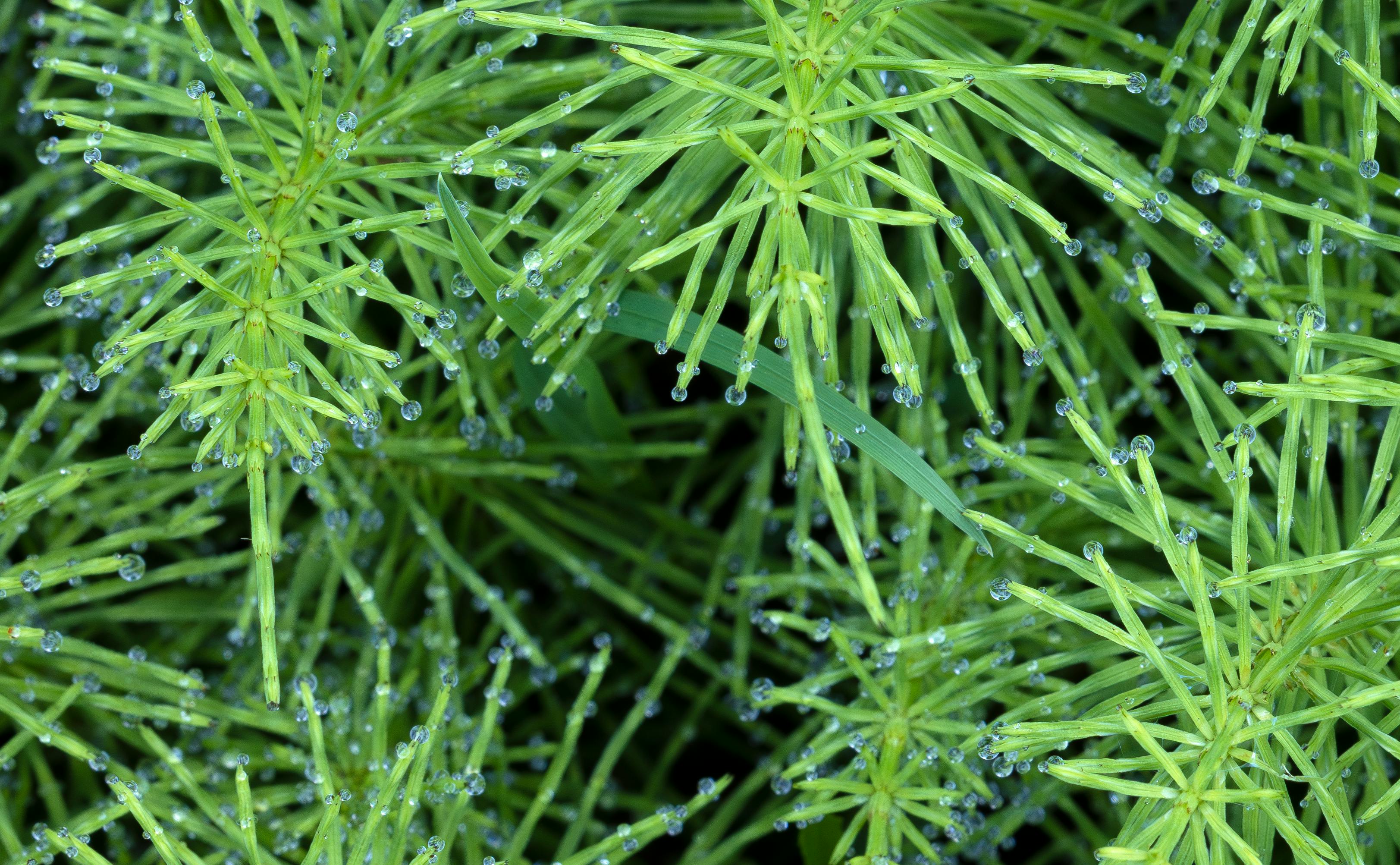 Steve Rasmussen - Adult