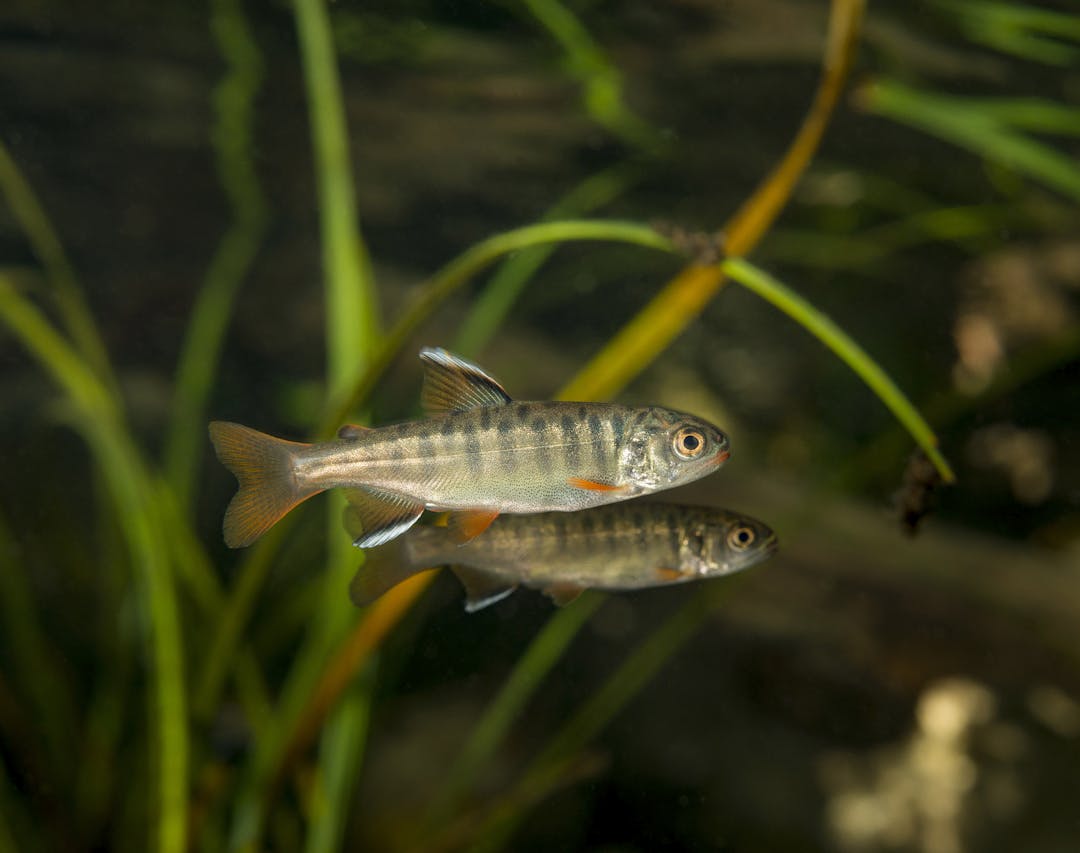 Jeune saumon coho (Oncorhynchus kisutch)