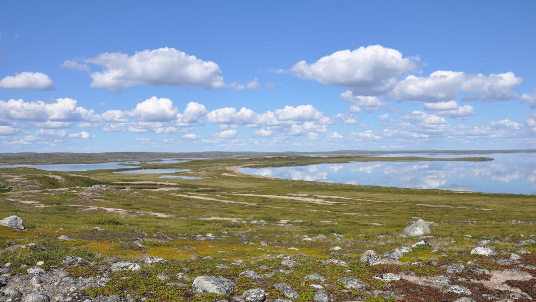 Summer arctic landscape