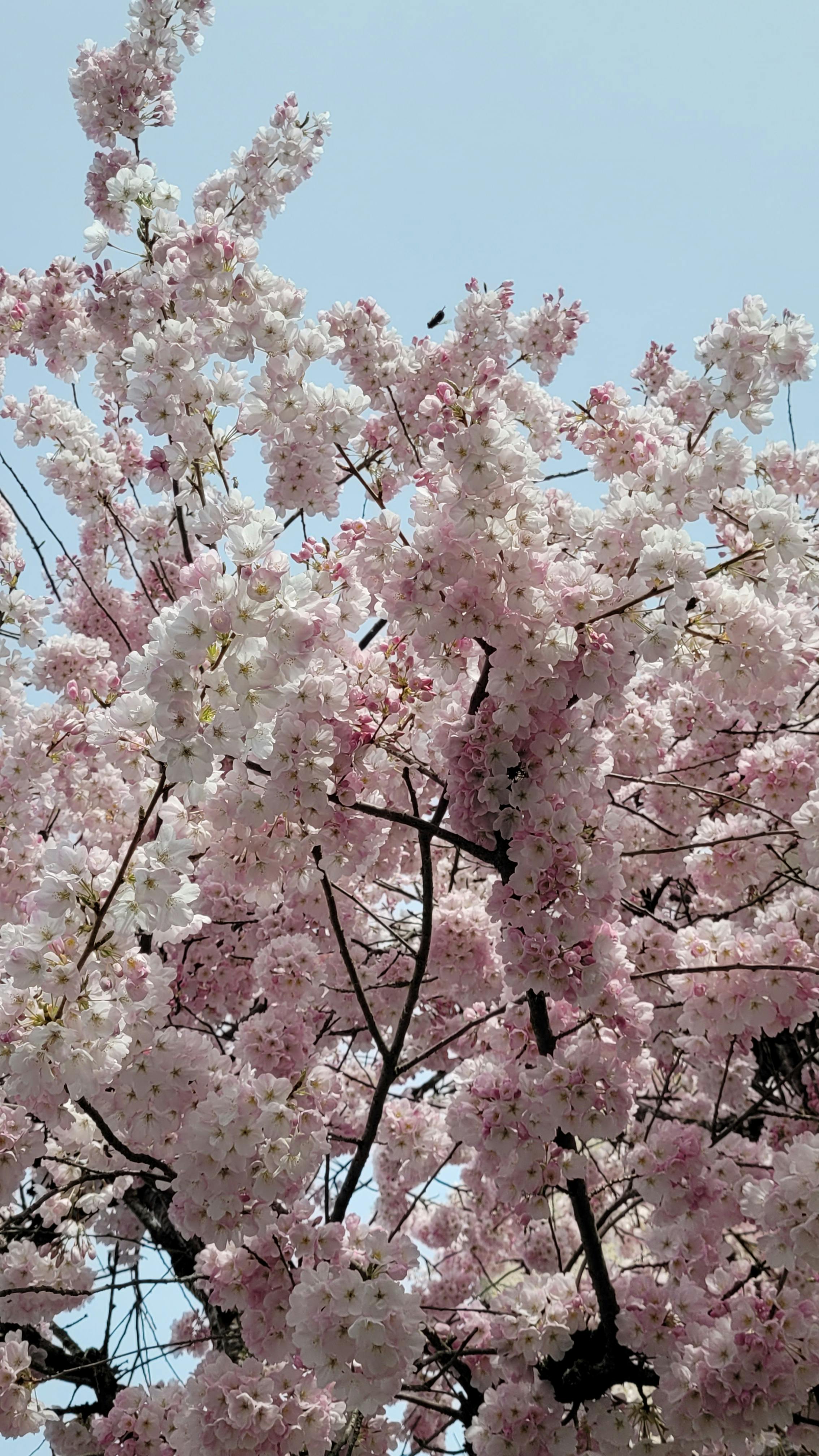 Gillian Wladichuk - Adult