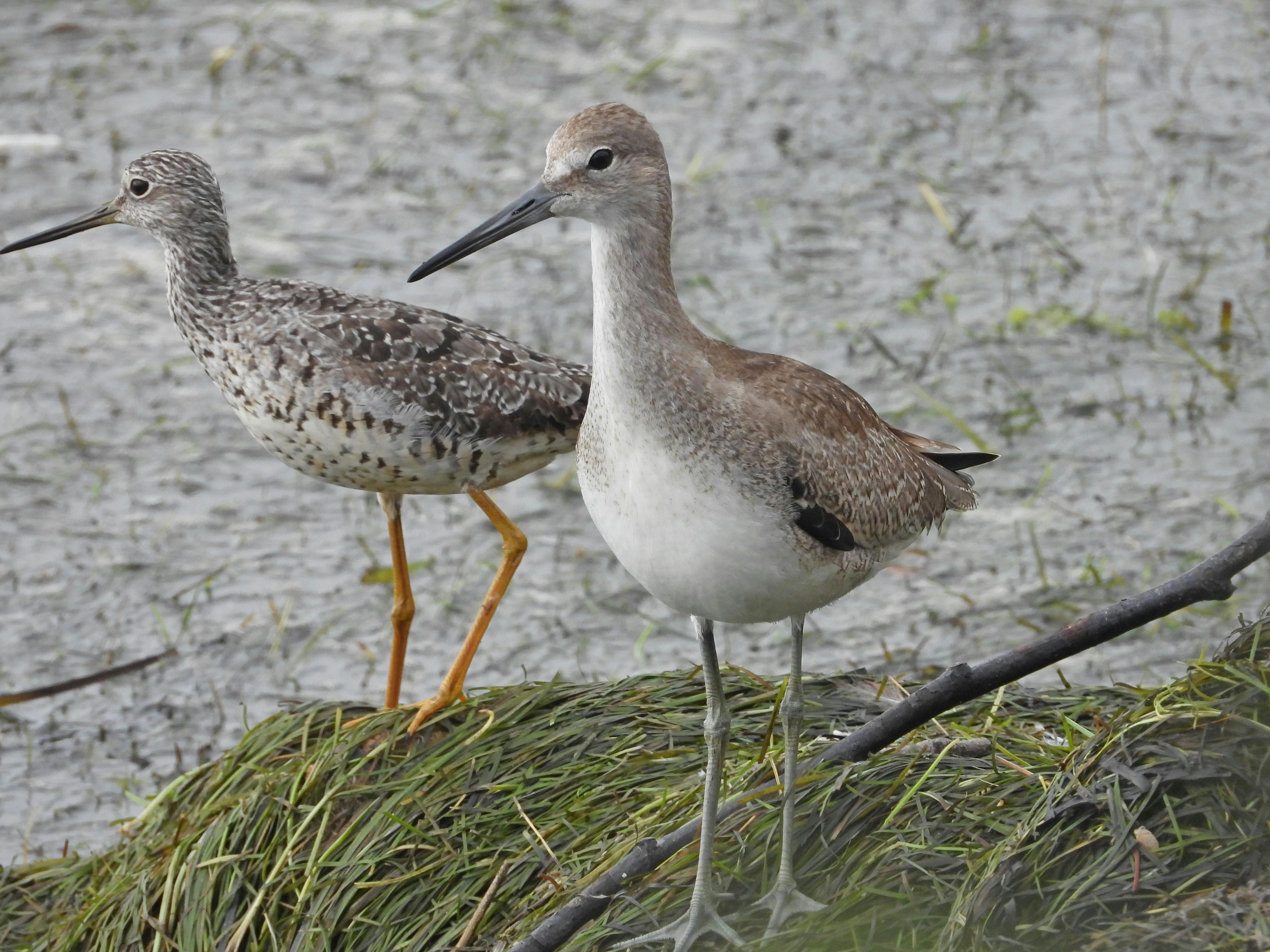 Rare (Willet) and Common (Yellowlegs - in back) Shorebirds