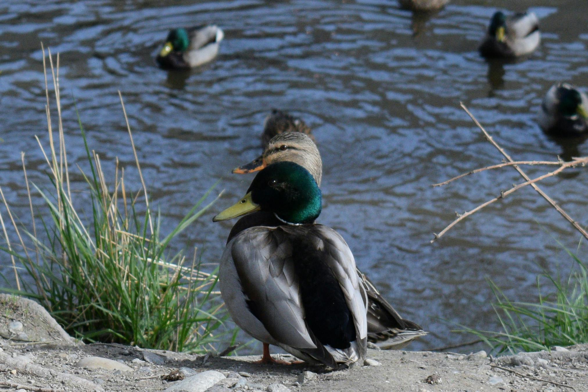 Nicolette Sparks - Youth