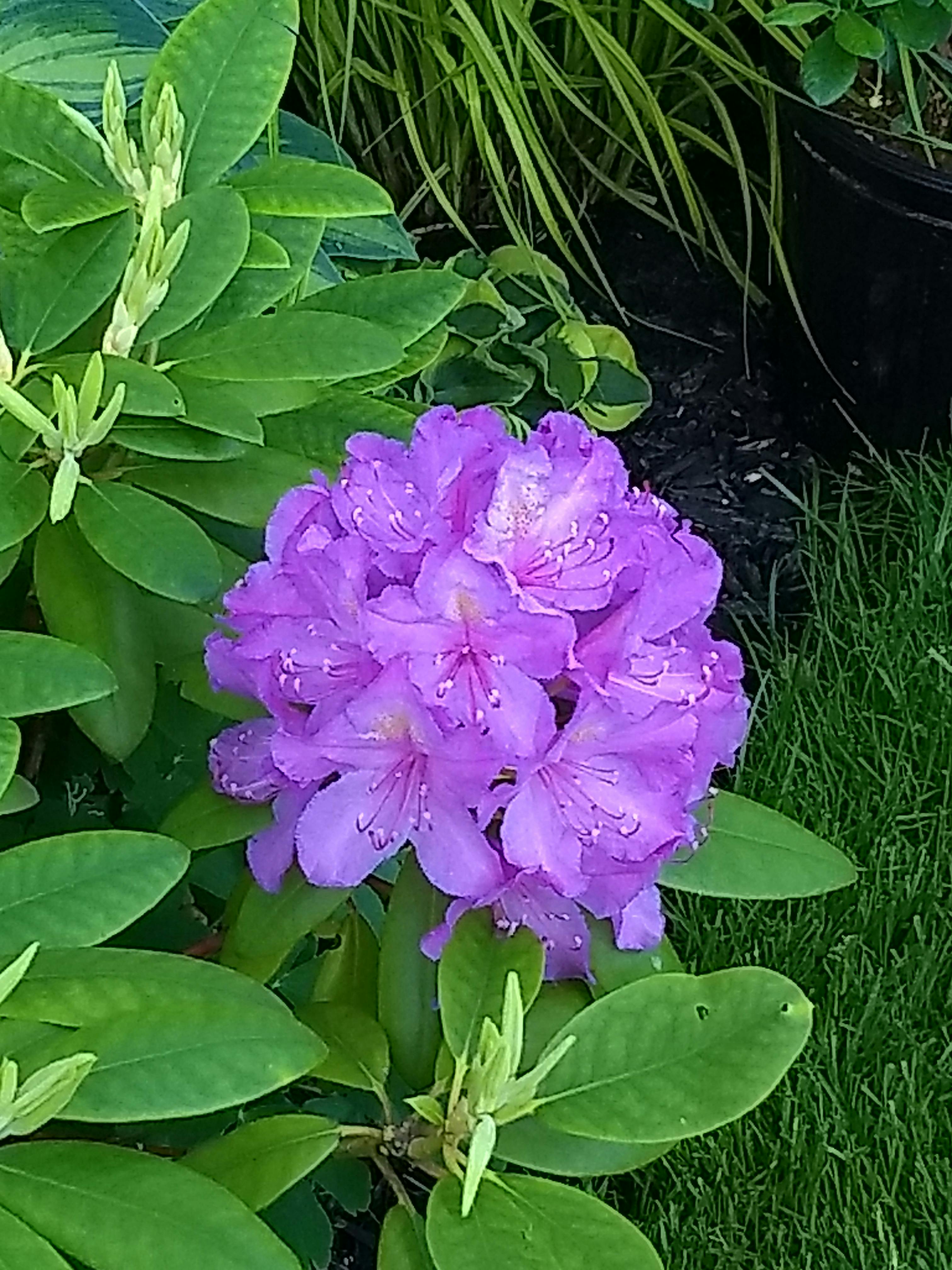 Garden in Lincoln 9