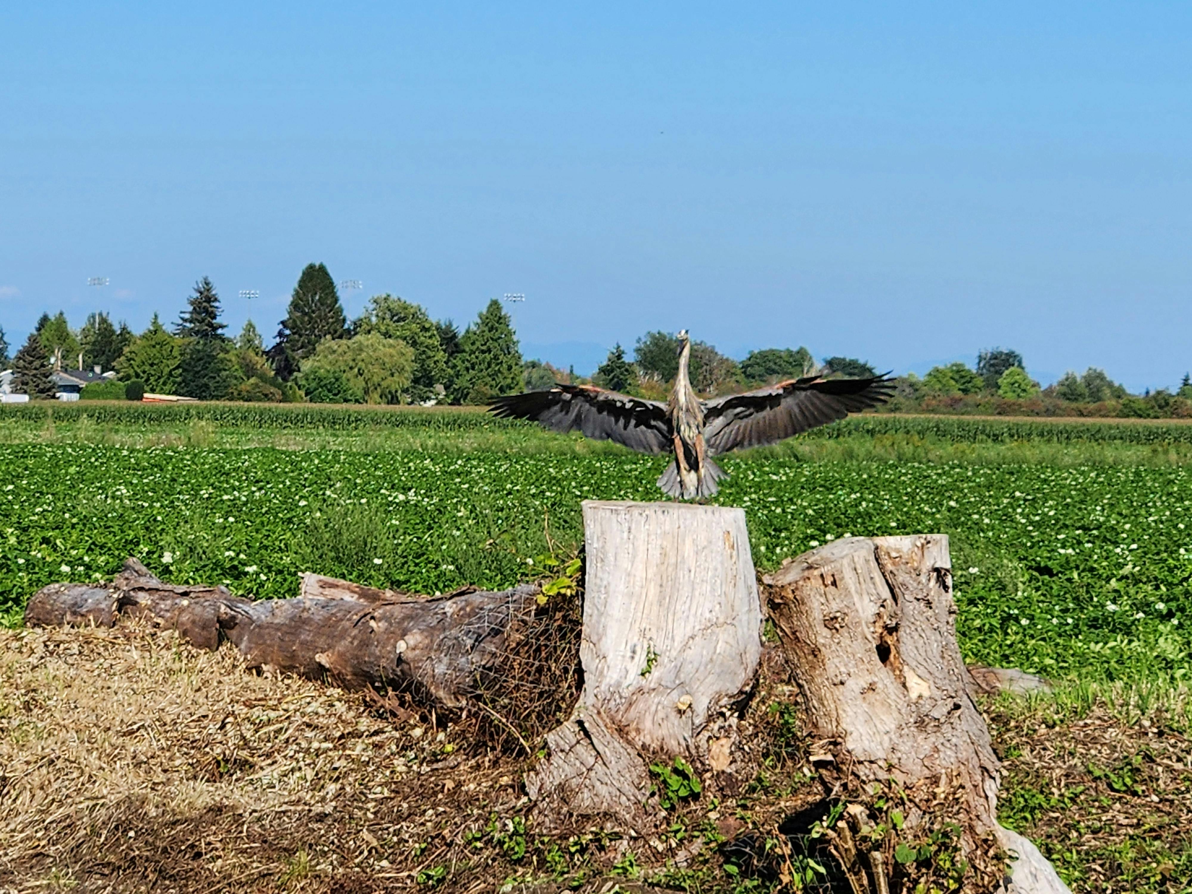 (Adult) Linda Spouler Heron Landing.jpg