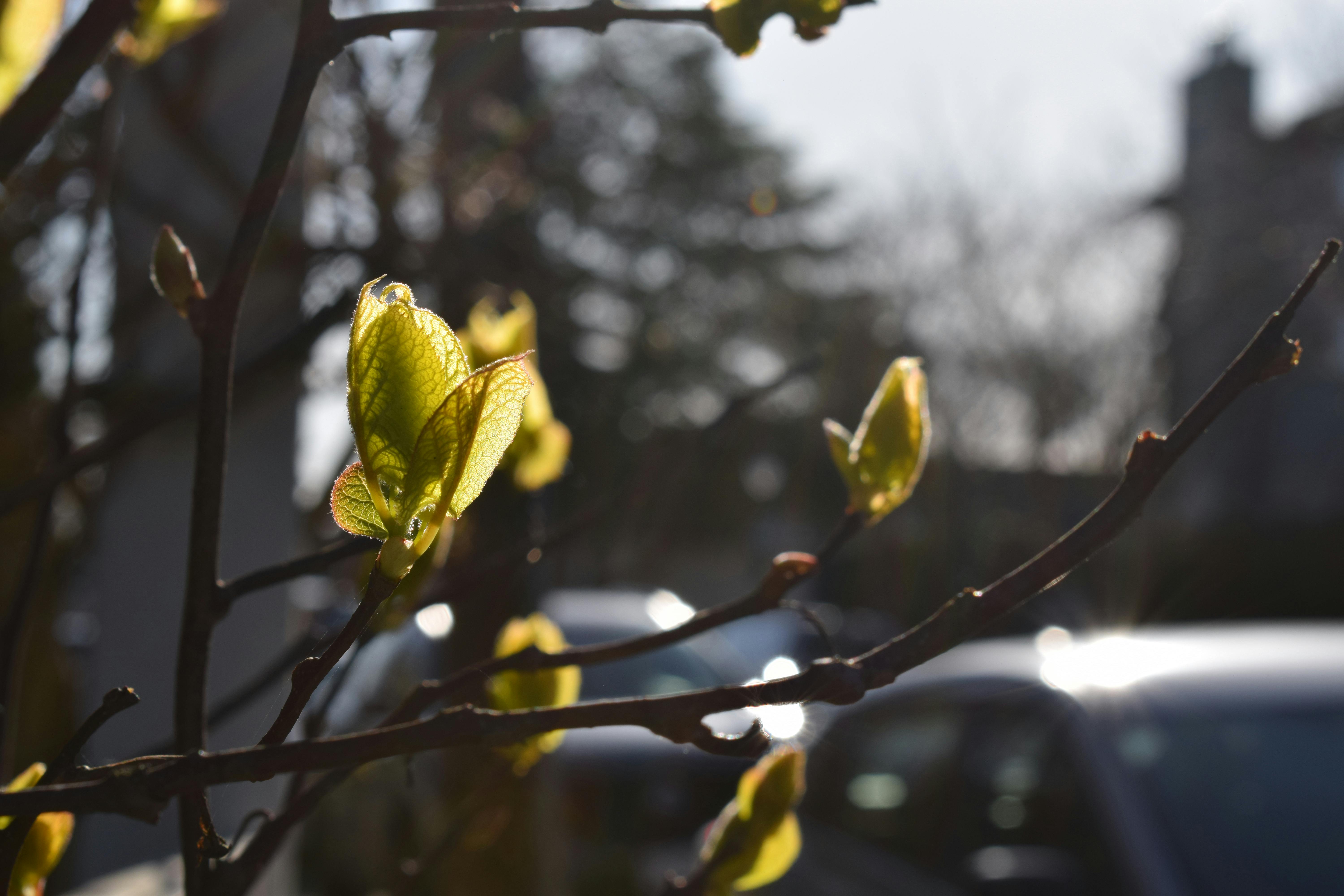 Sunlight on Ladner's Nature