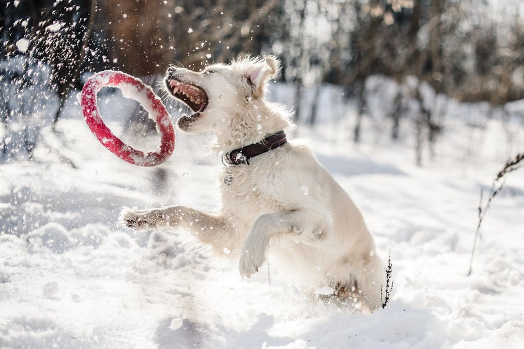 Winter dogs