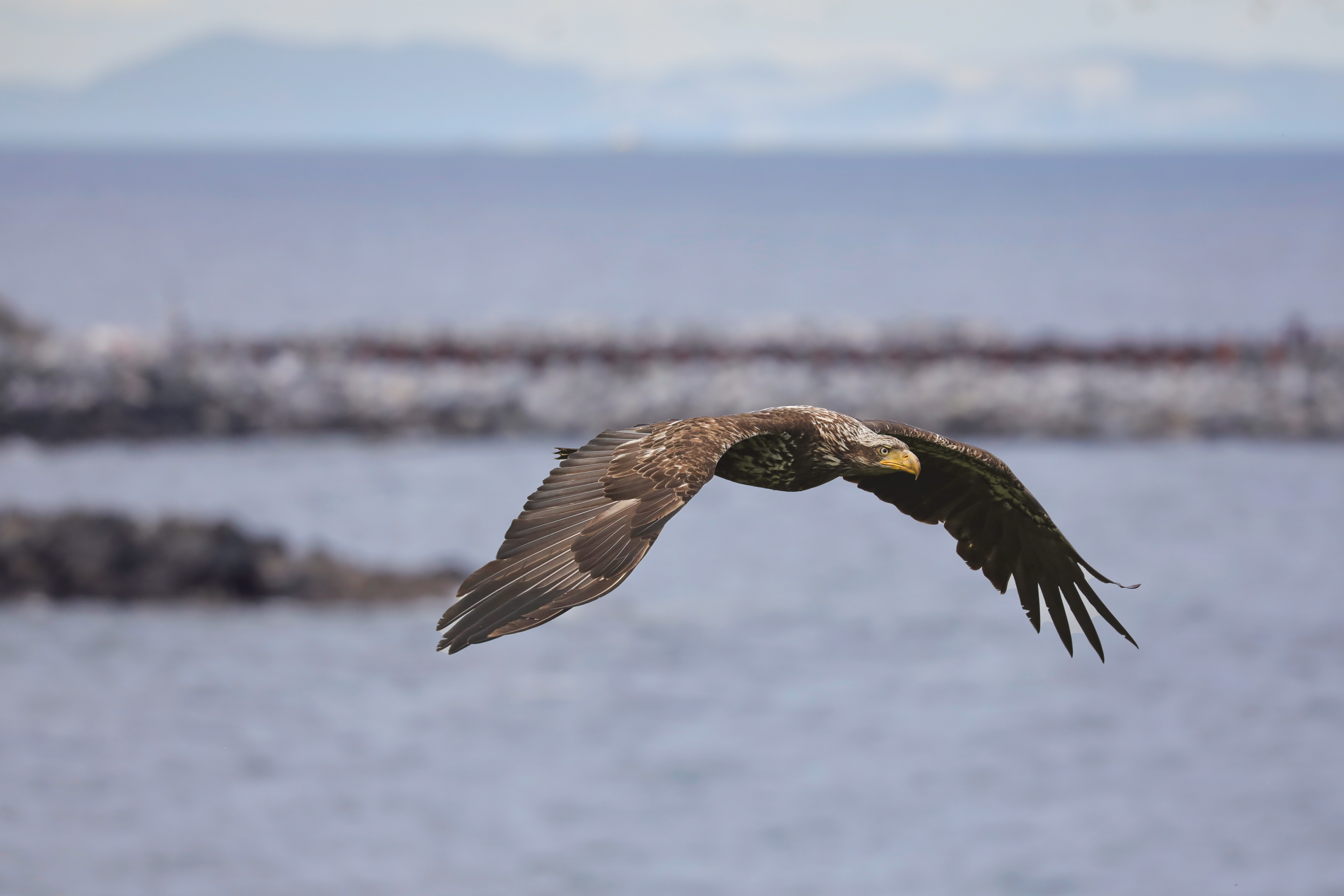 The eagles at French creek Marina 