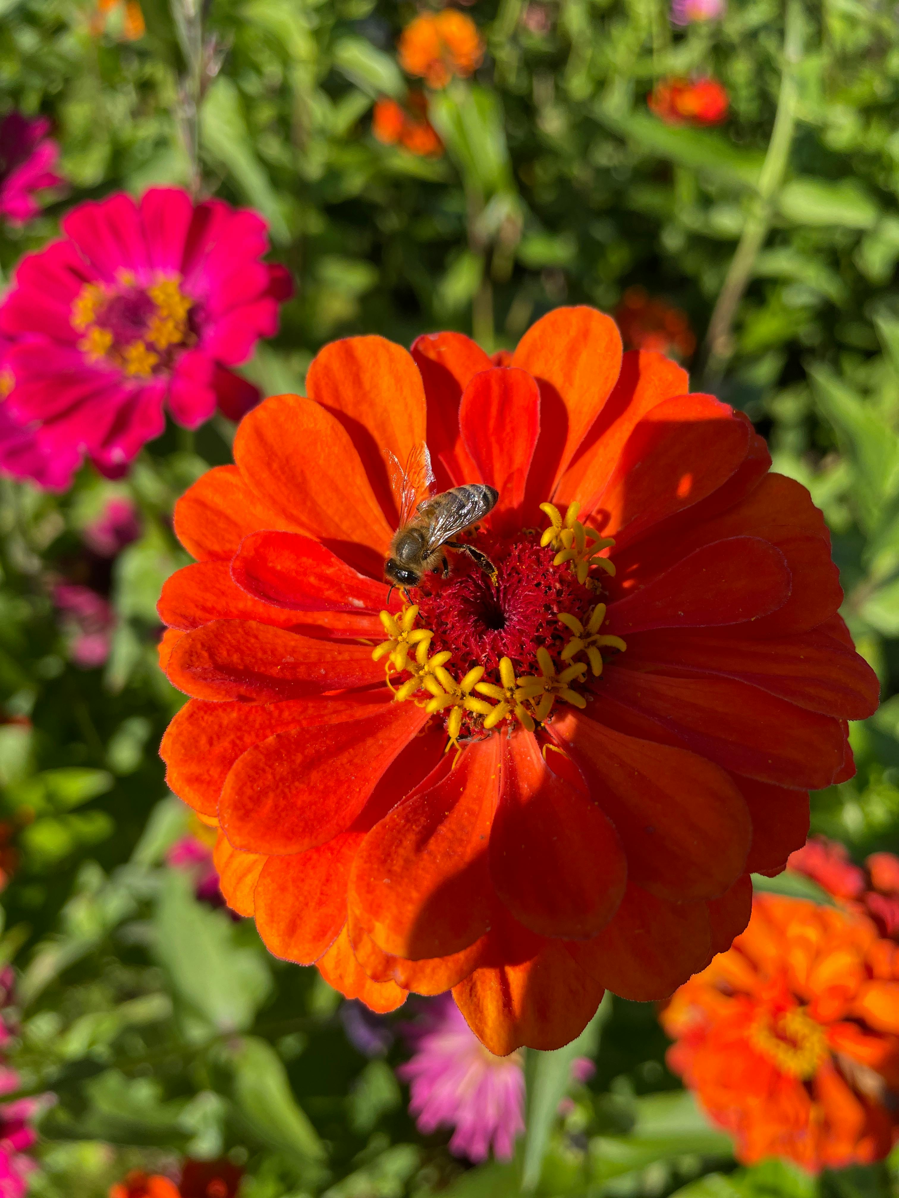 Rosemarie Hurst - Adult