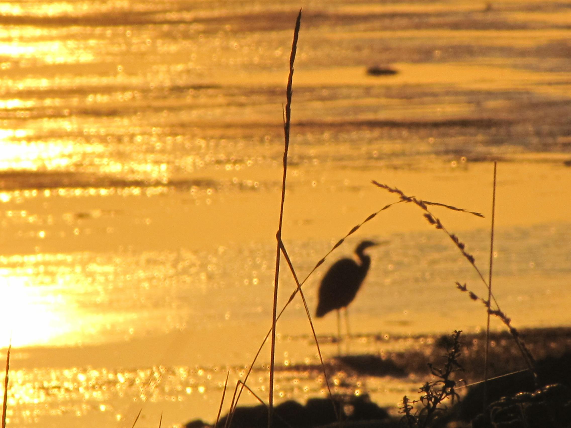 The beauty and tranquility echo within The Great Blue Heron, sunset Boundary Bay 
