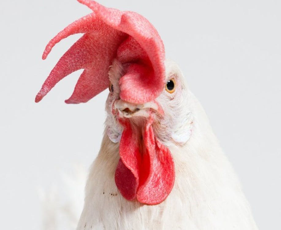 Backyard_Chickens_Banner.jpg