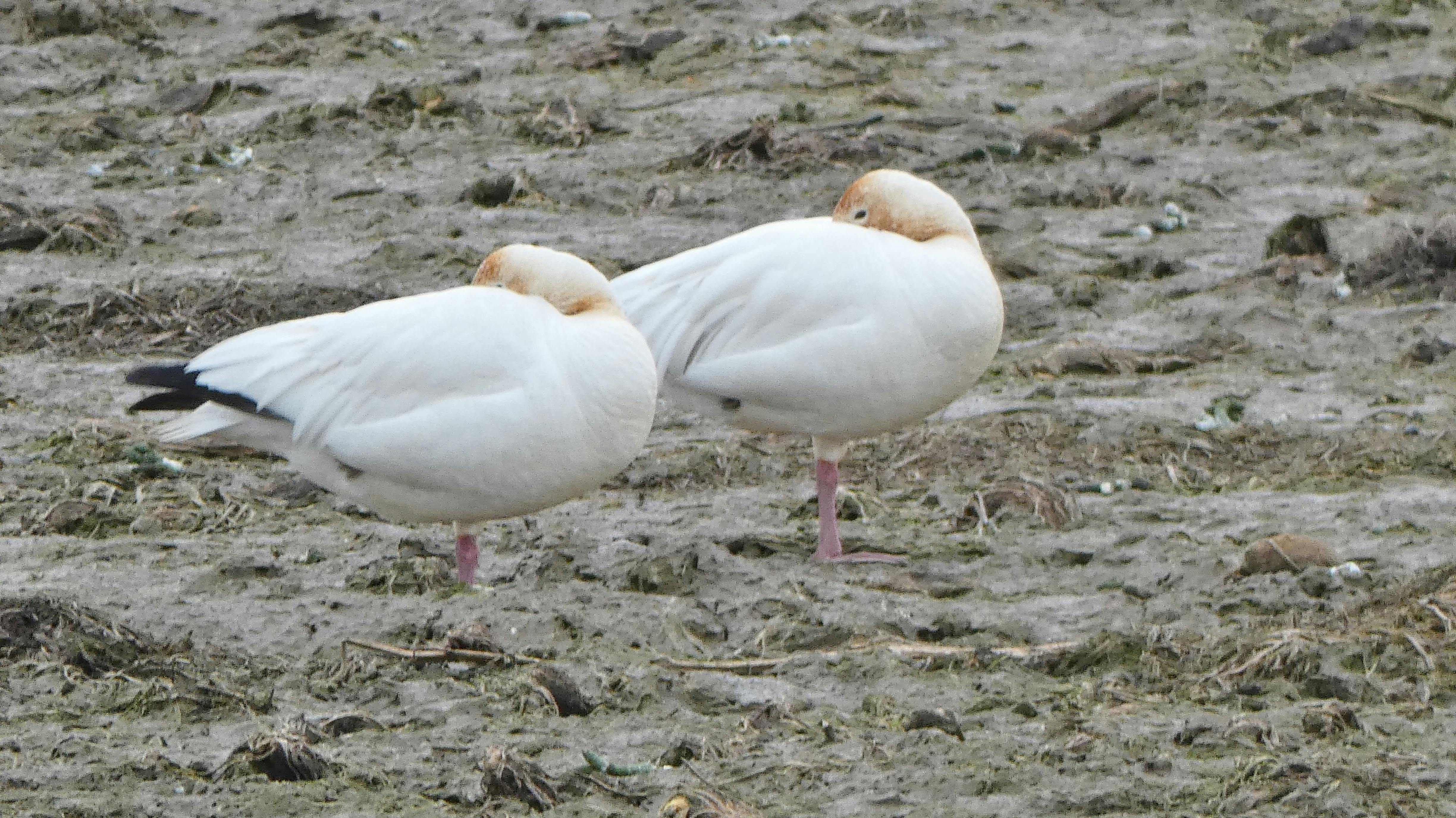 Resting Snow Geese