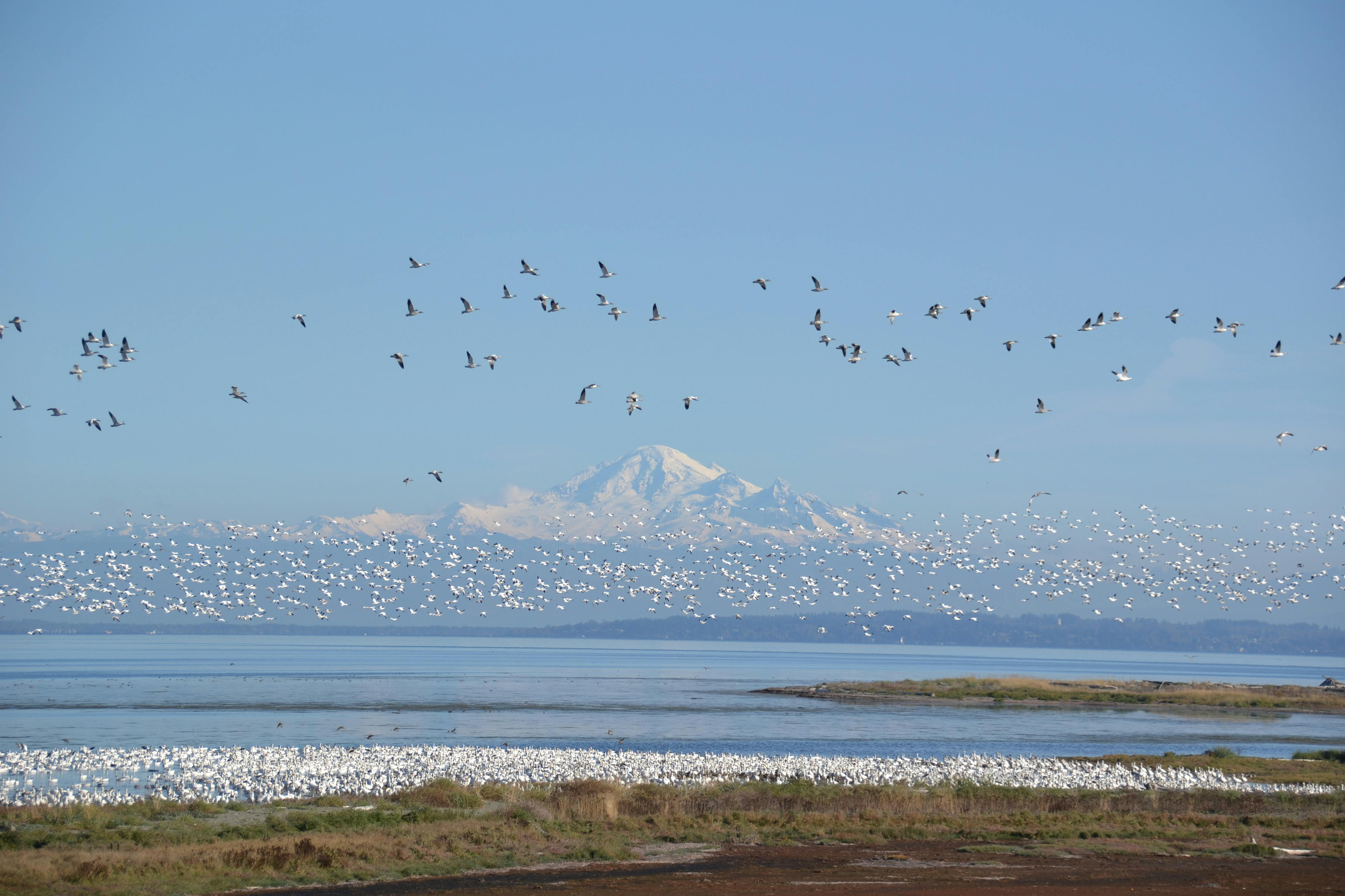 Rodney McFarlane - Adult