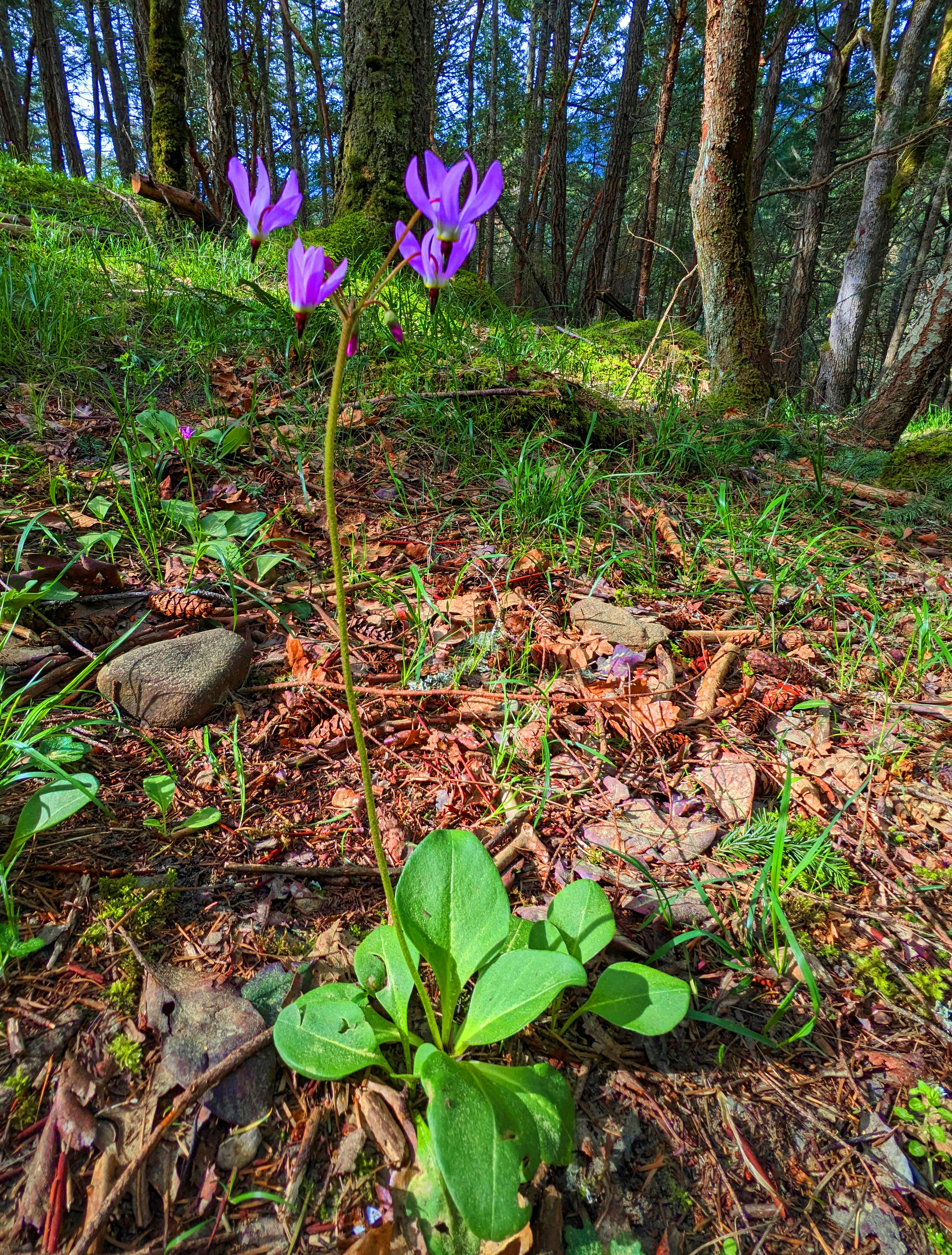 Stoney Hill Regional Park - wildflowers