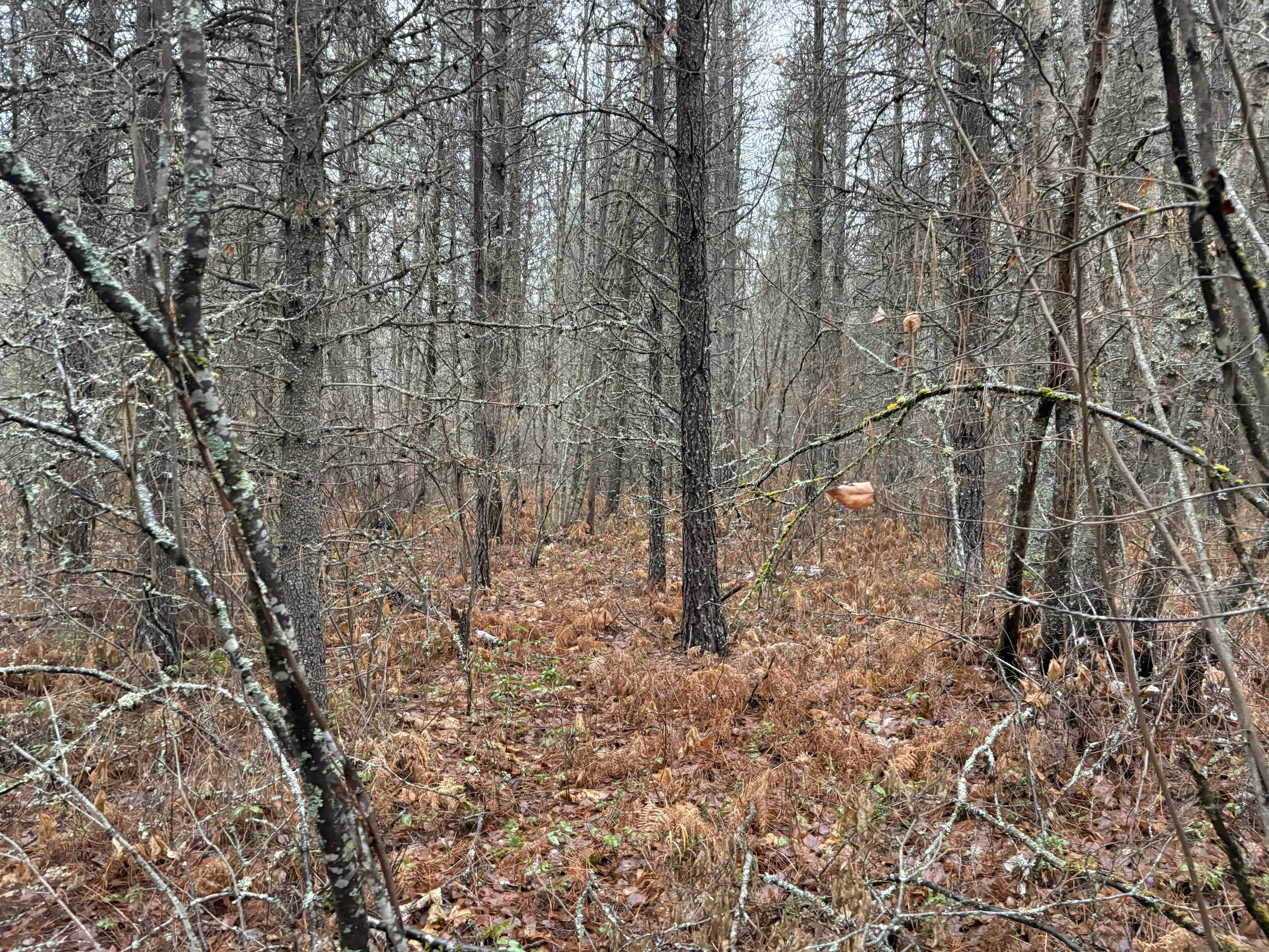 2025.12 Density Indicator.jpg