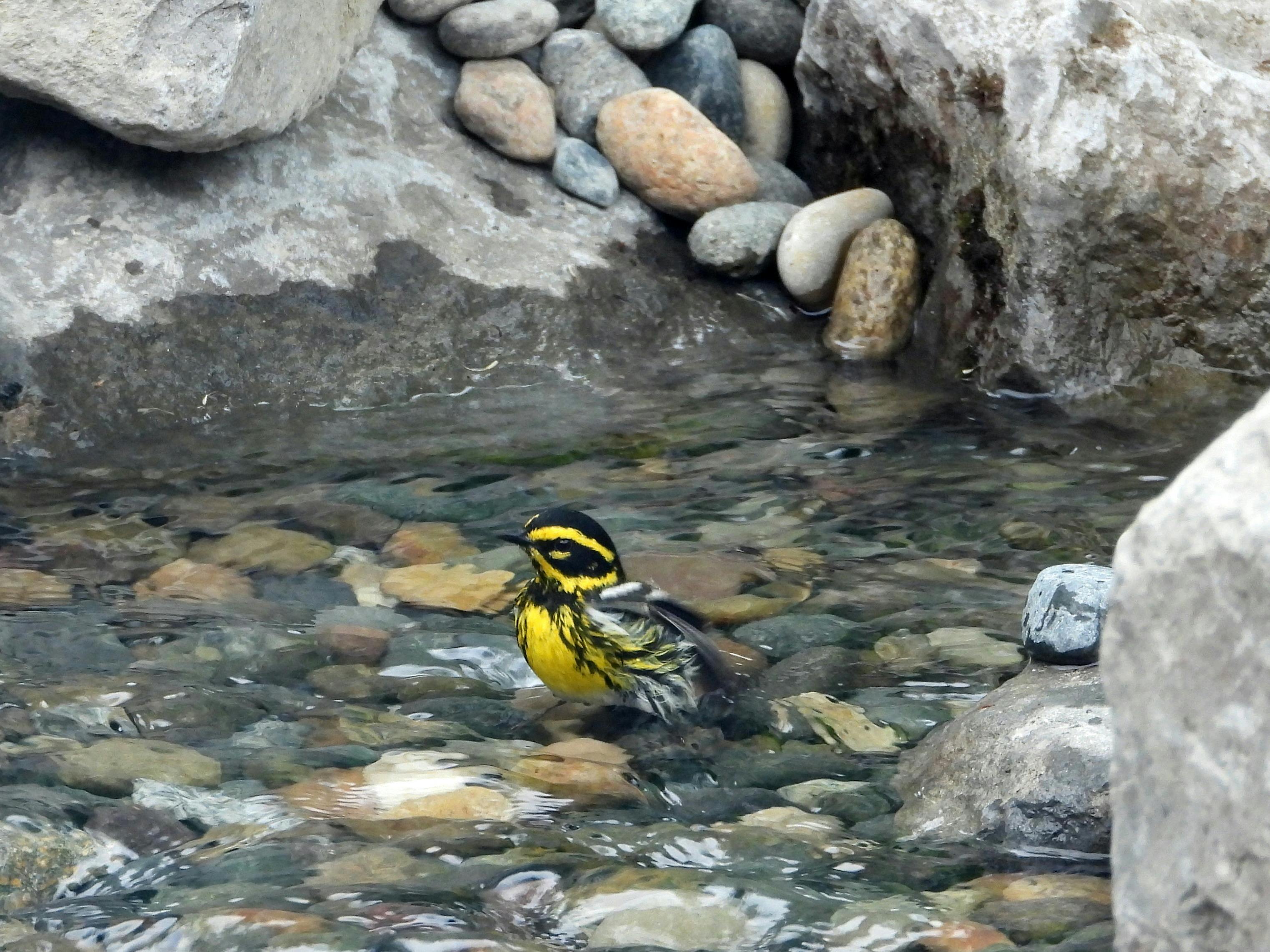 Migrating Townsend's Warbler in Man-made Backyard Stream
