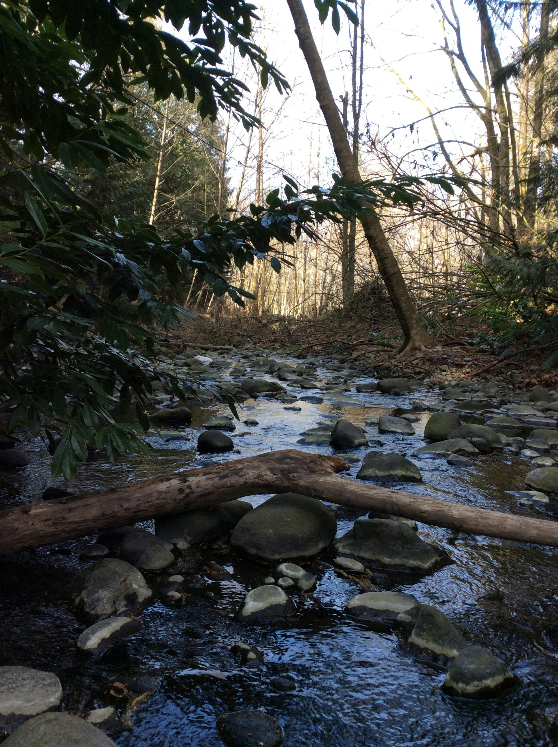 The Creek 